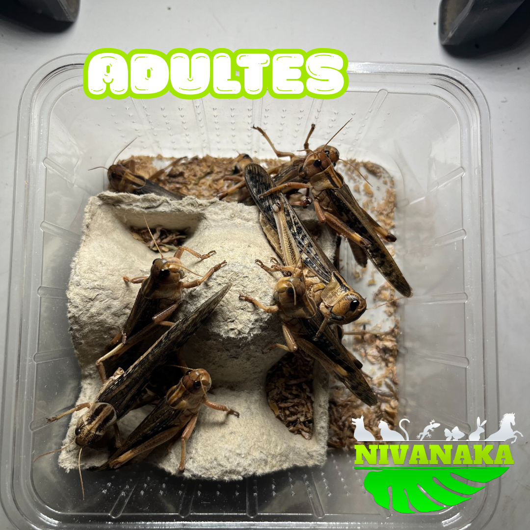 Criquets migrateur - Locusta migratoria