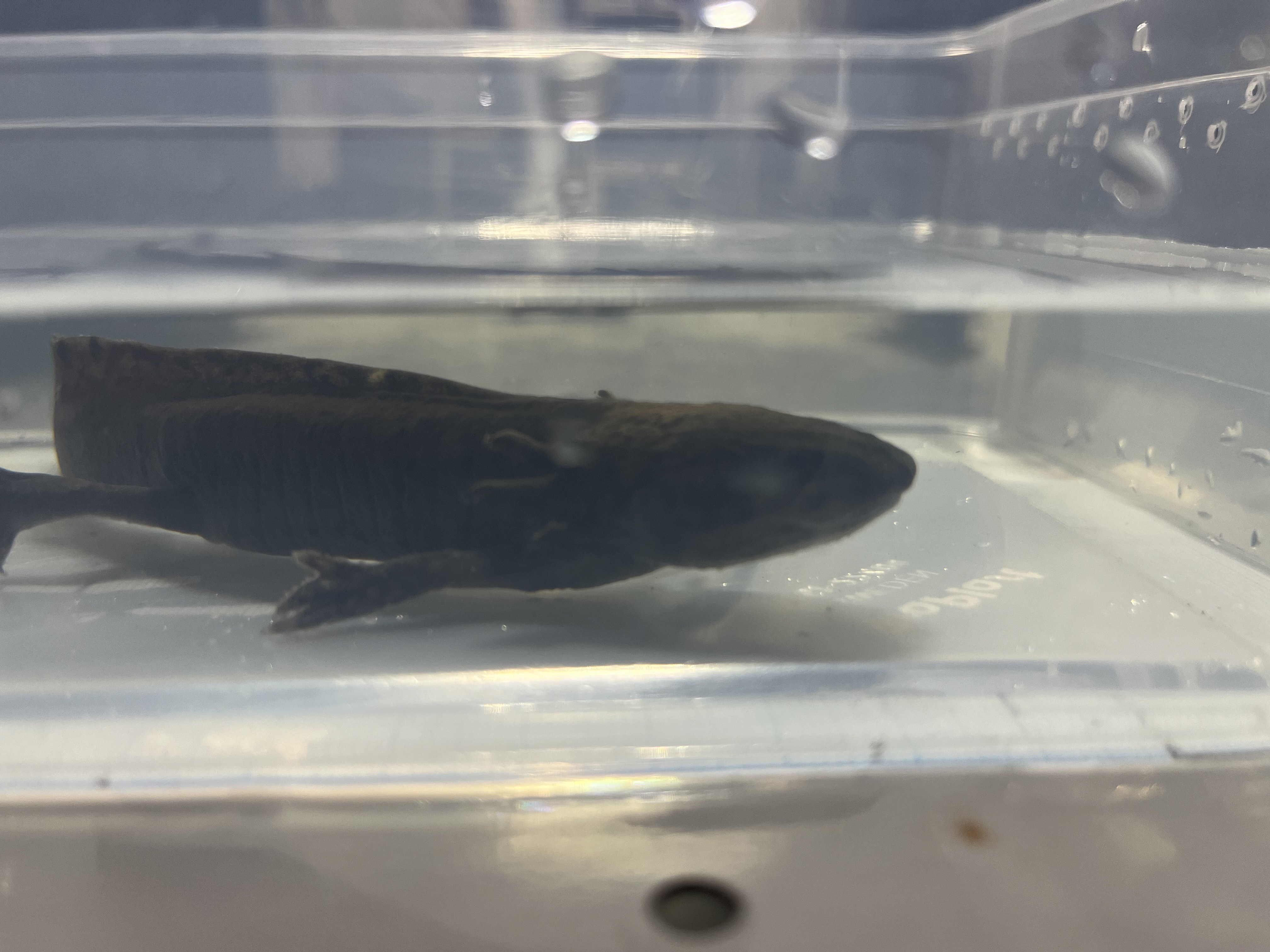 Axolotl - Ambystoma mexicanum