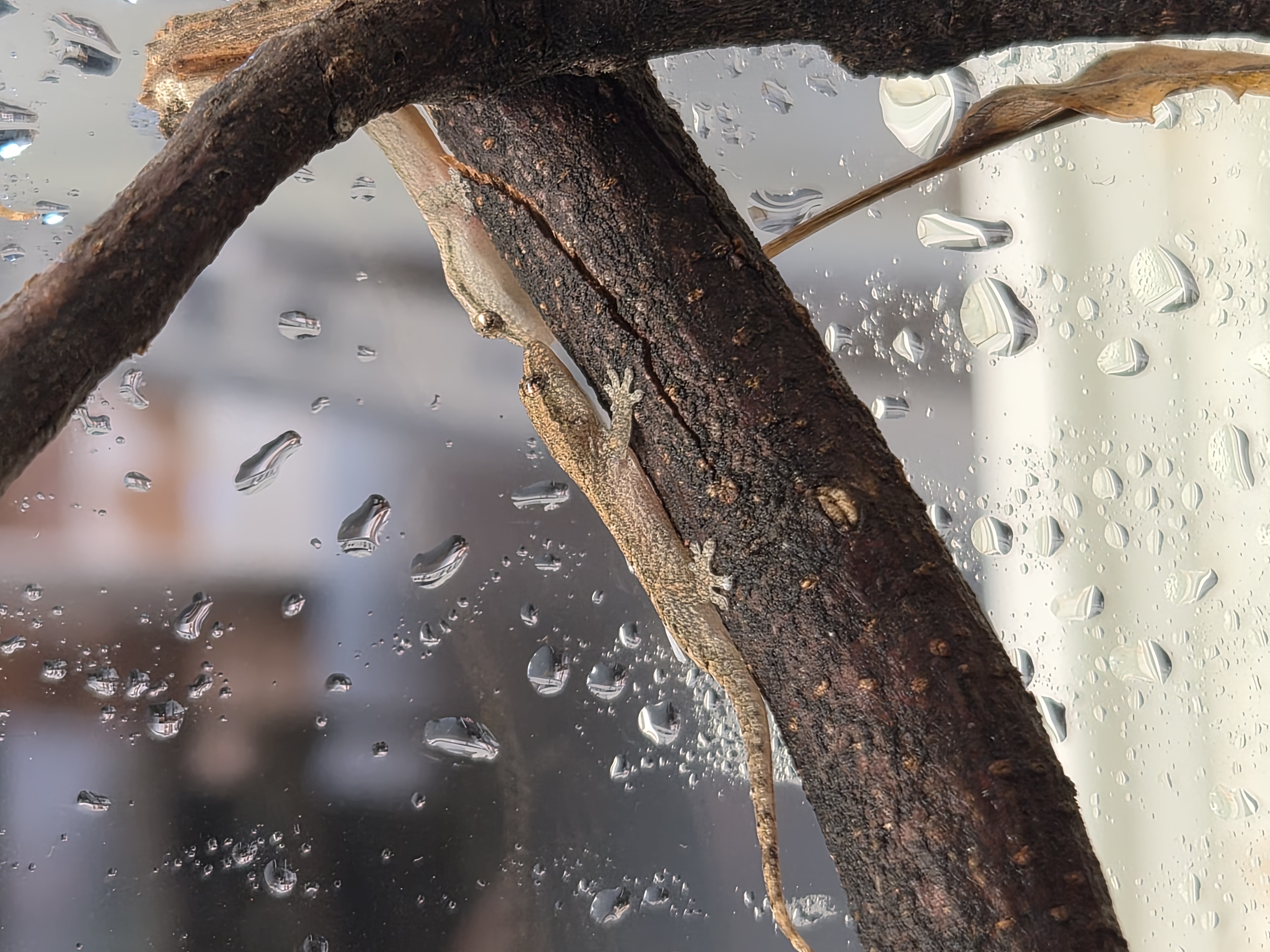 Gecko lugubre - Lepidodactylus lugubris