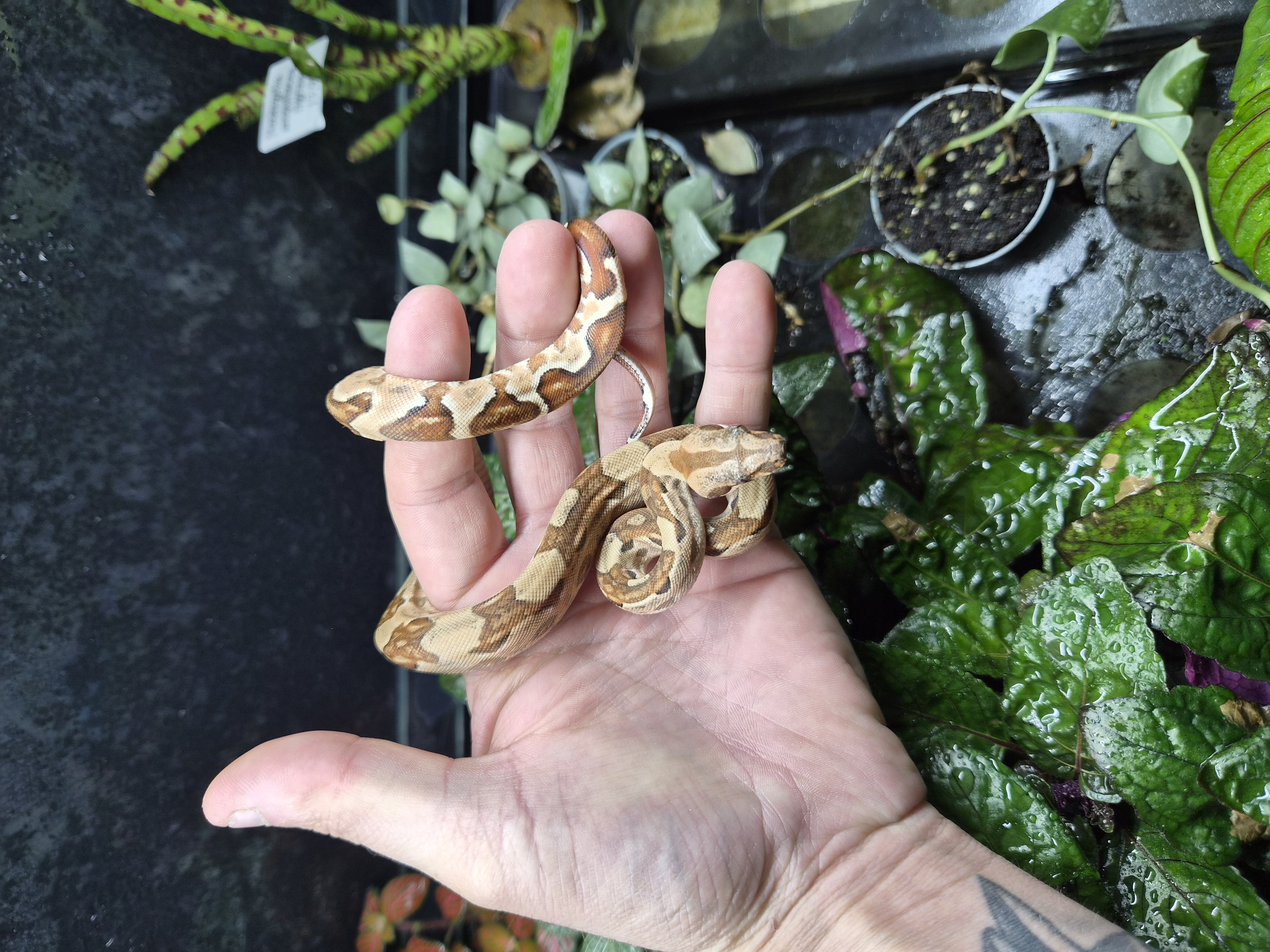 Boa constrictor imperator - Hypo
