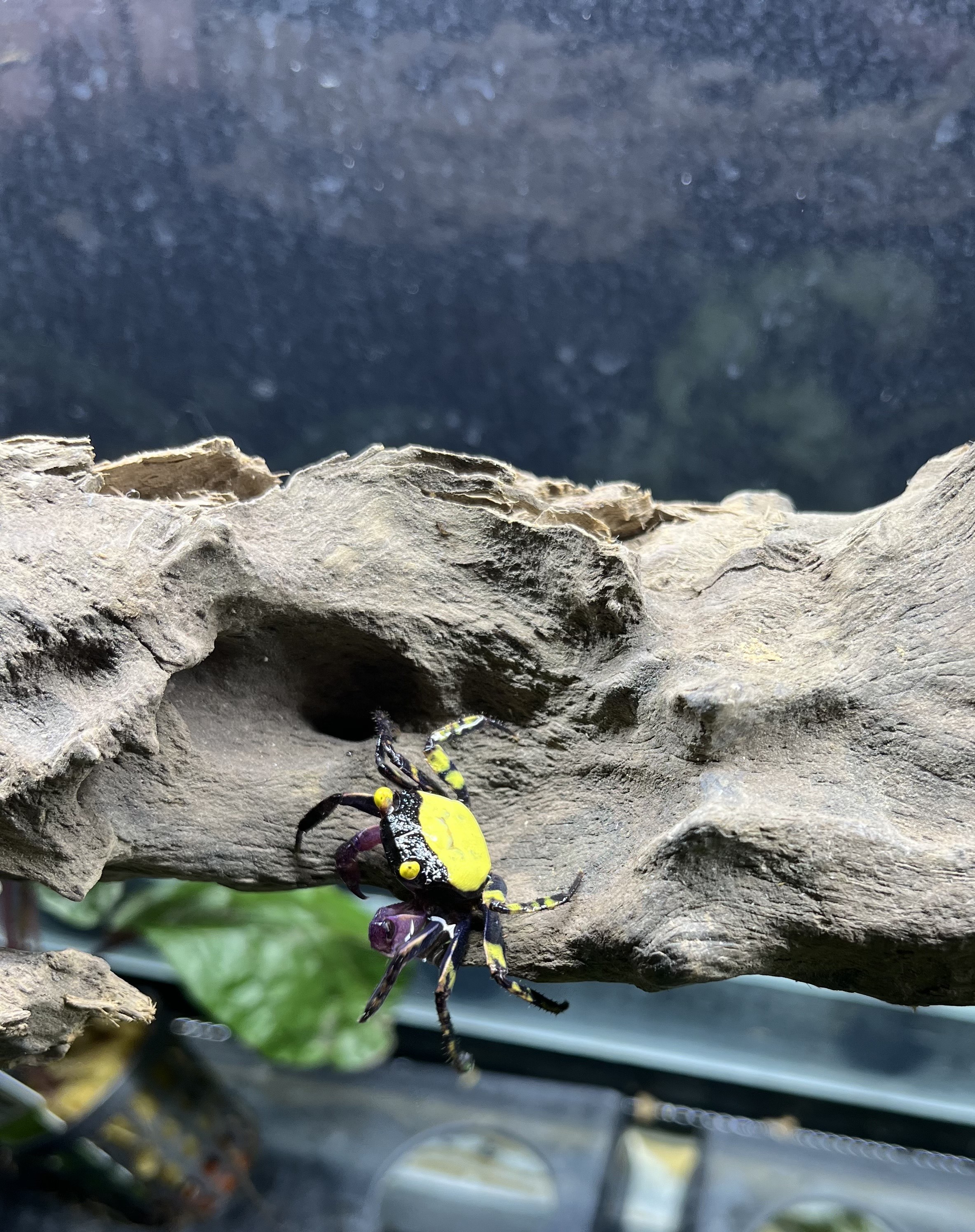Crabe vampire - Geosesarma dennerle 