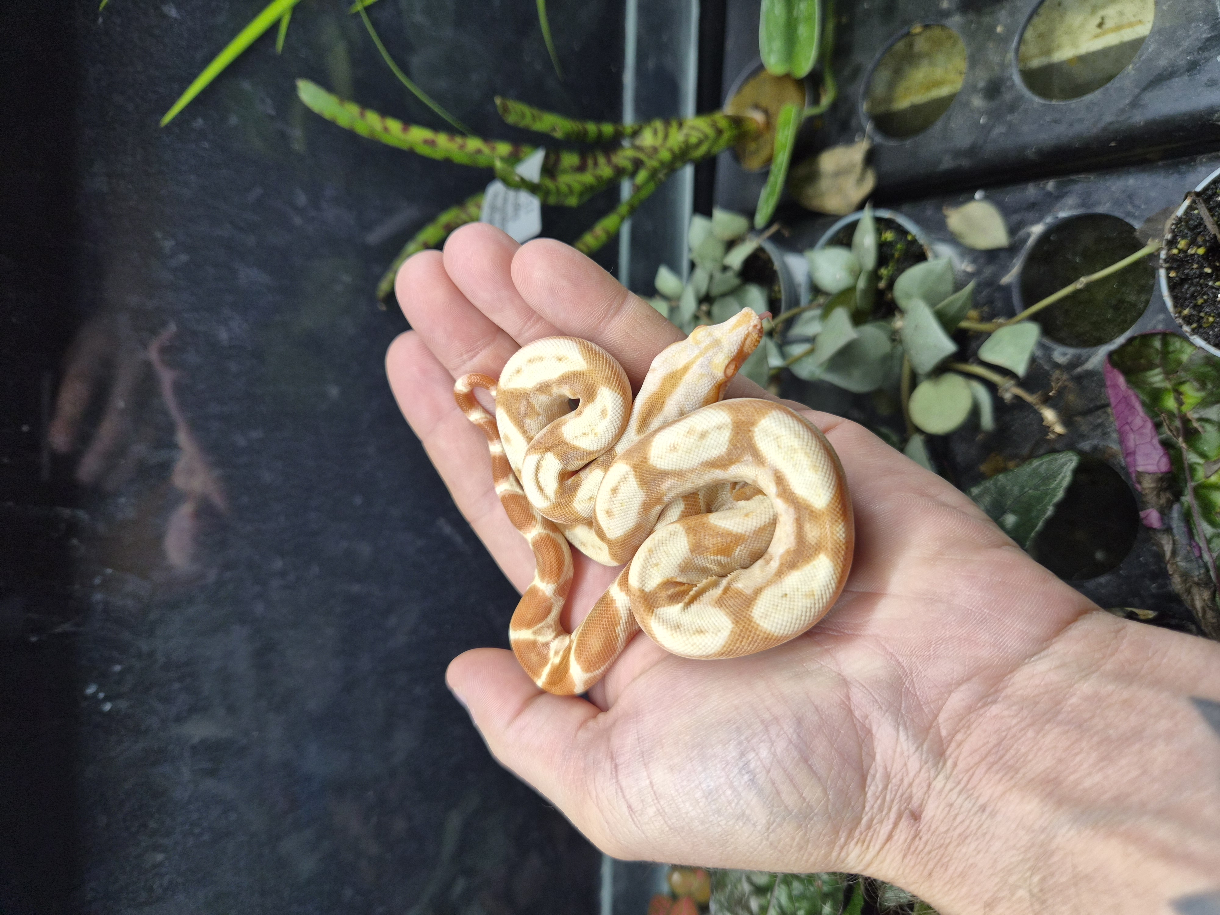 Boa constrictor imperator - Sunglow purple line