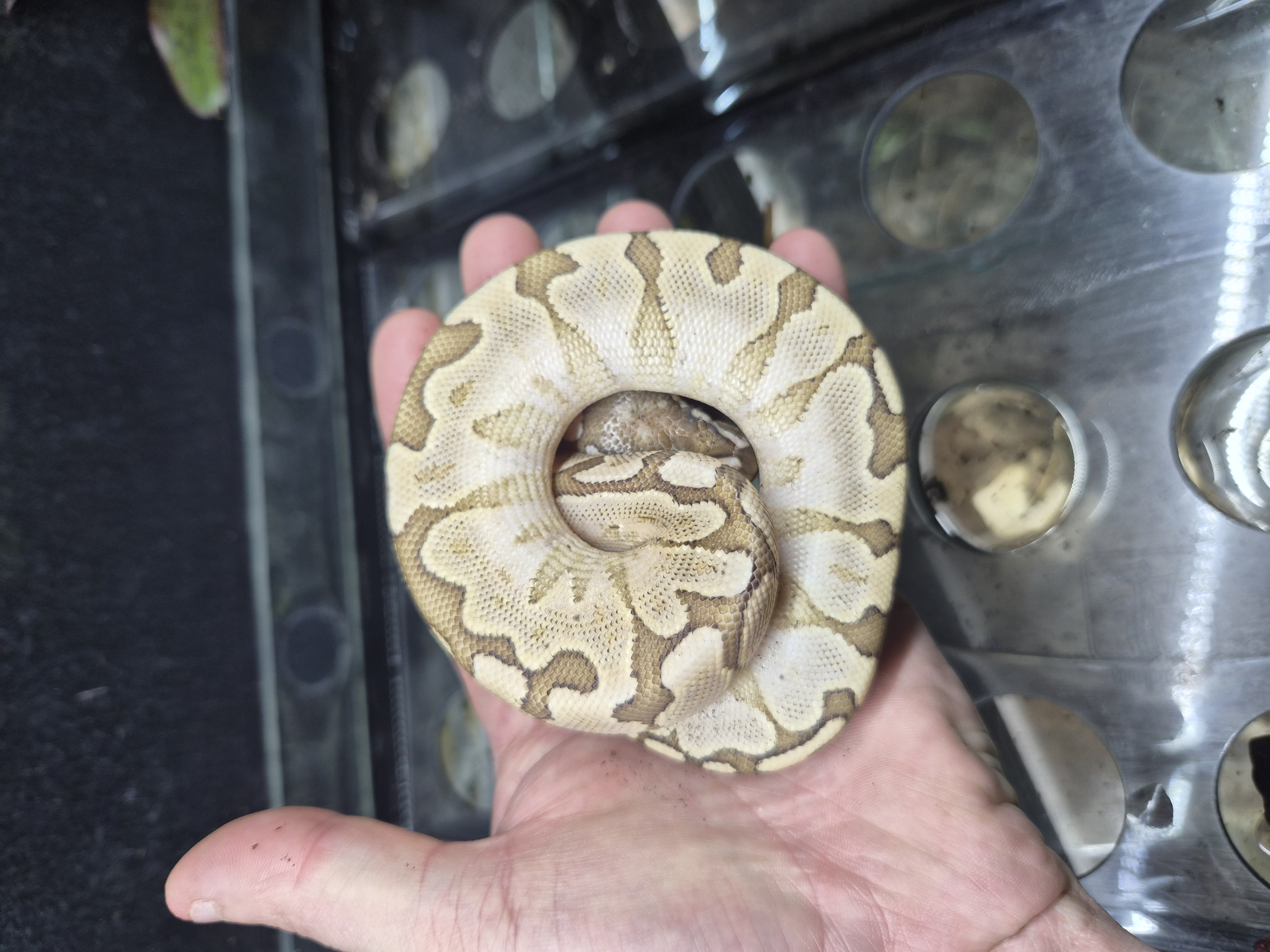 Python royal - Bamboo YB Gravel