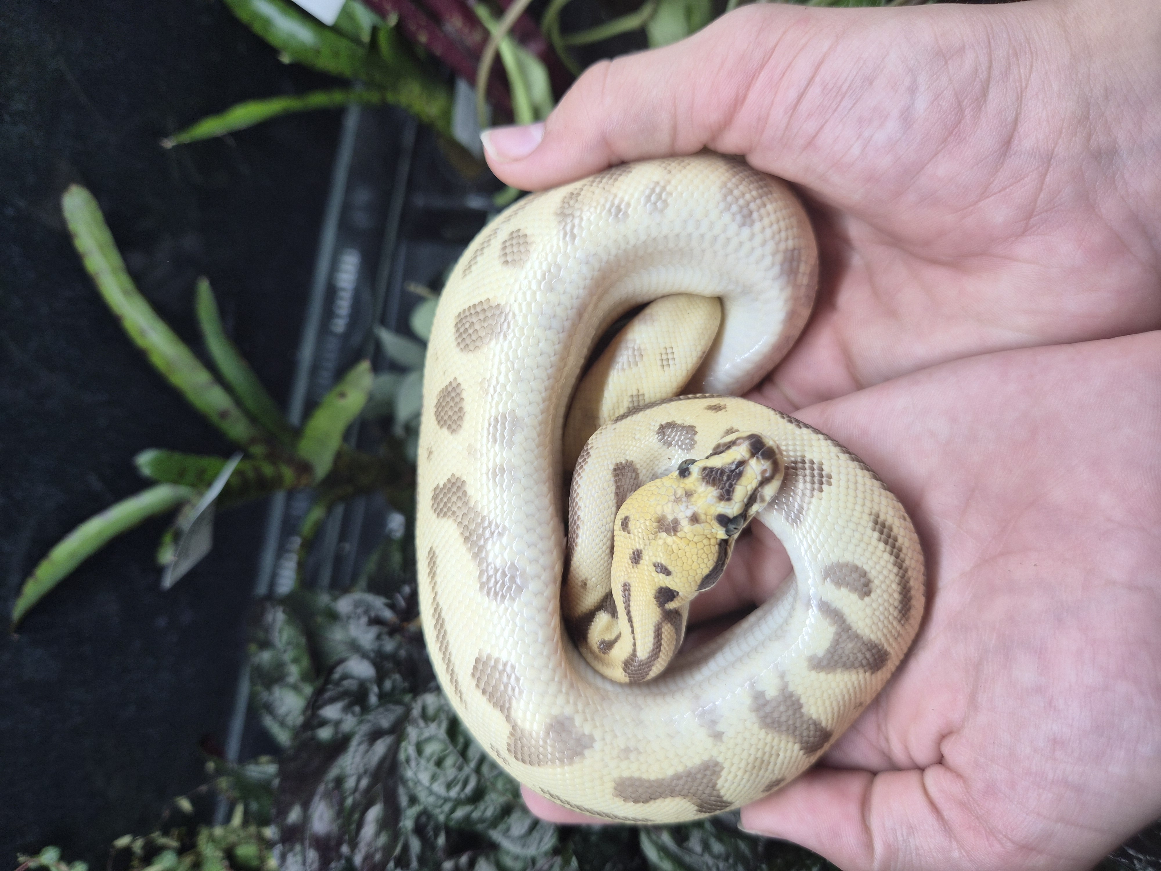 Python royal - Super enchi léopard spotnose pastel vanilla