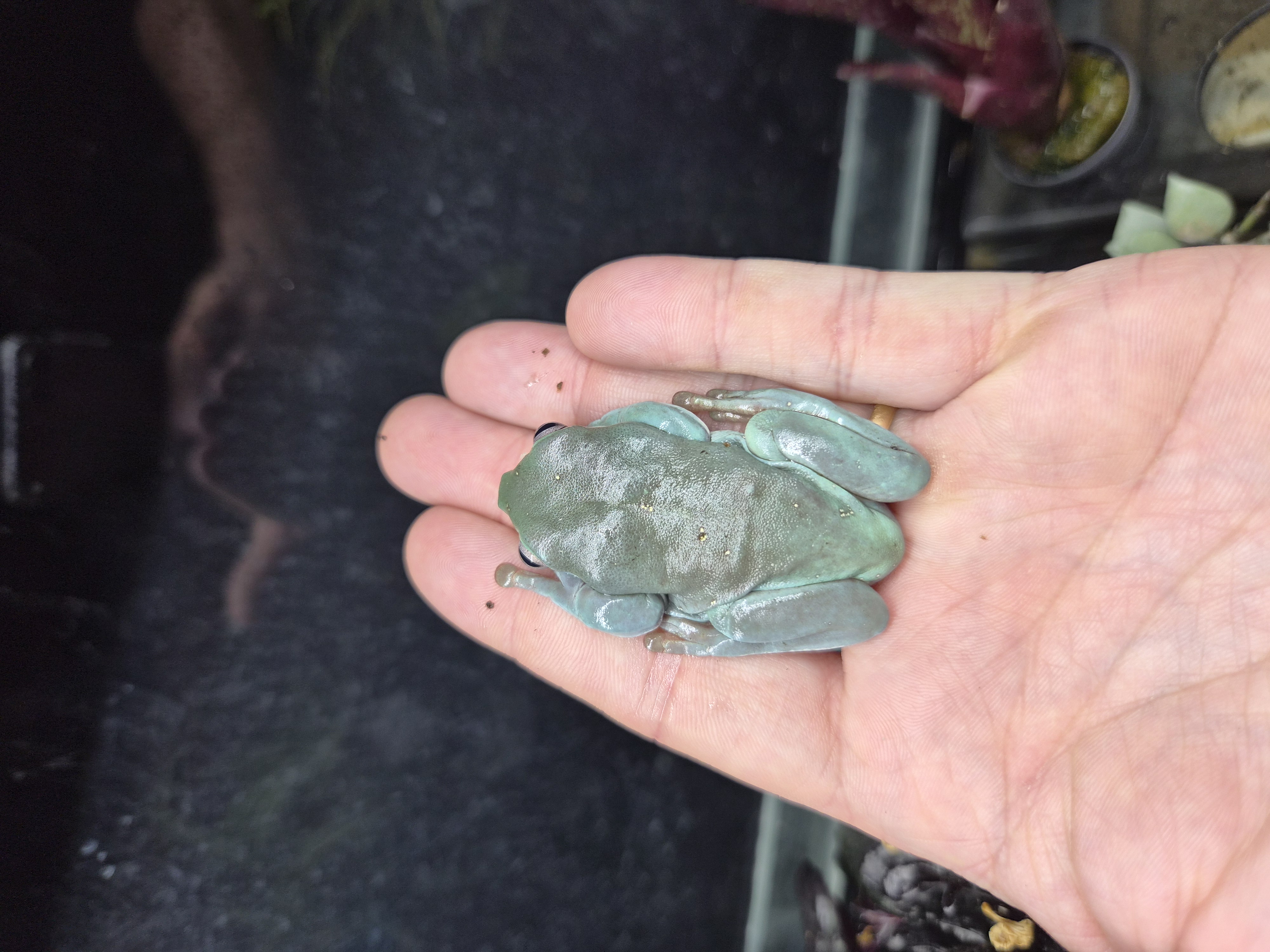 Litoria caerulea - Rainette de white