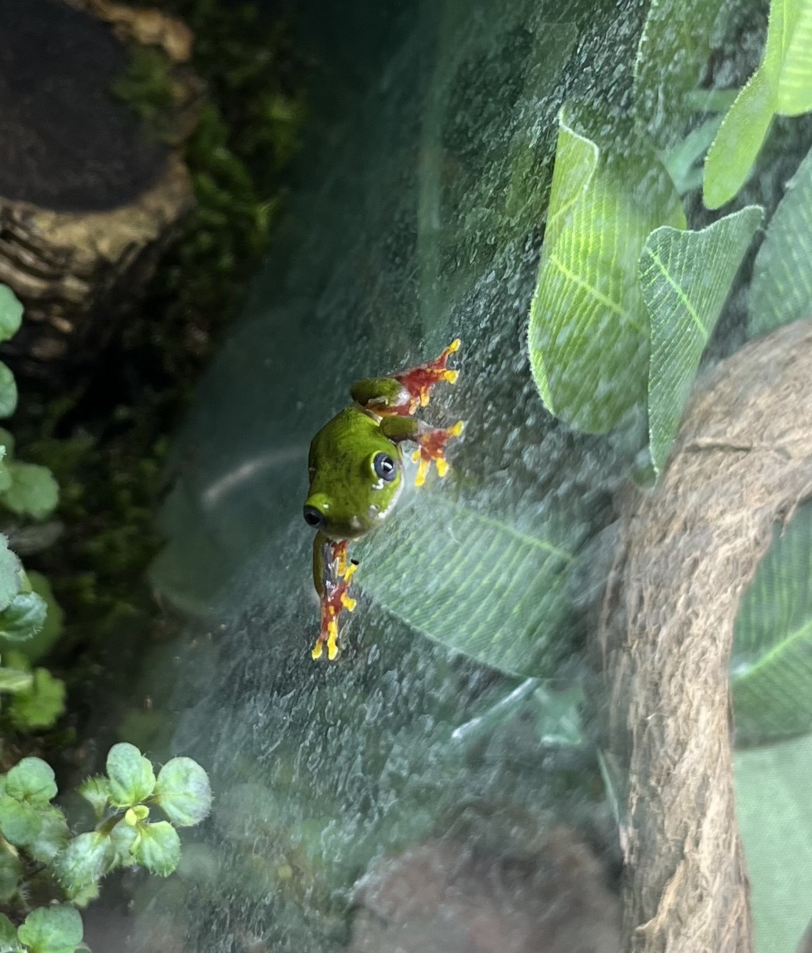 Grenouille arboricole - Hyperolius fusciventris
