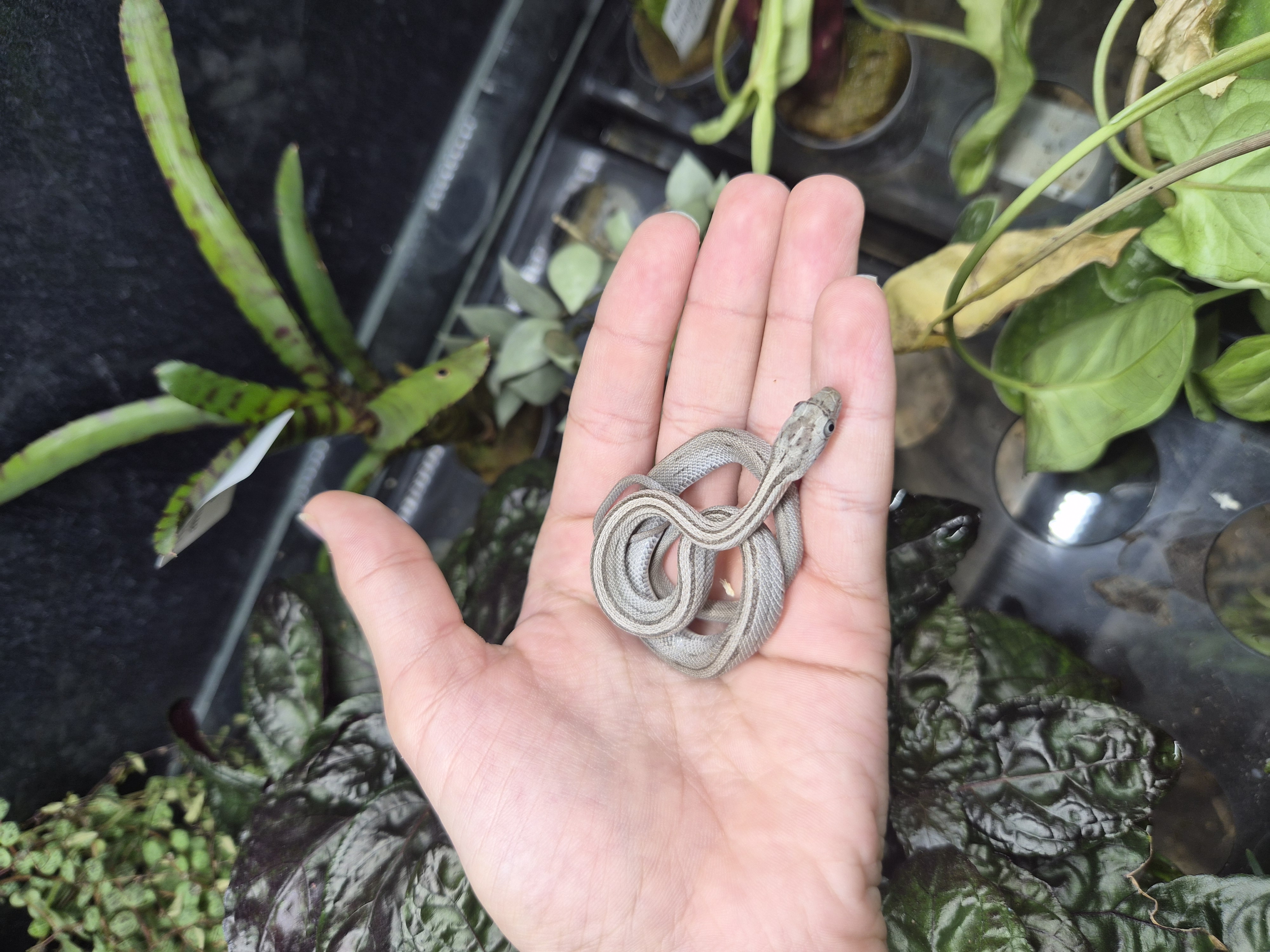 Serpent des blés - Anery ligné