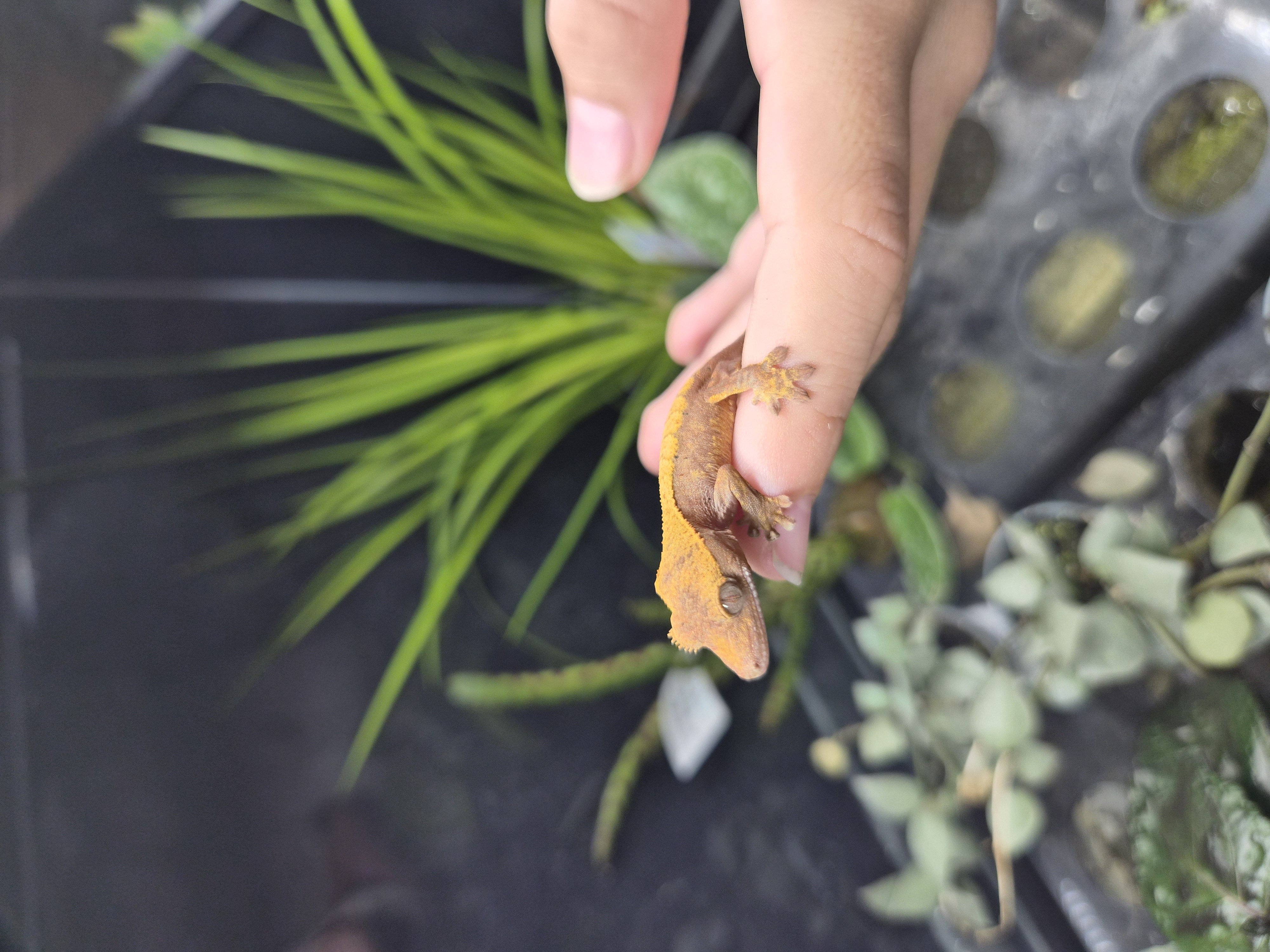 Gecko à crête - Correlophus ciliatus