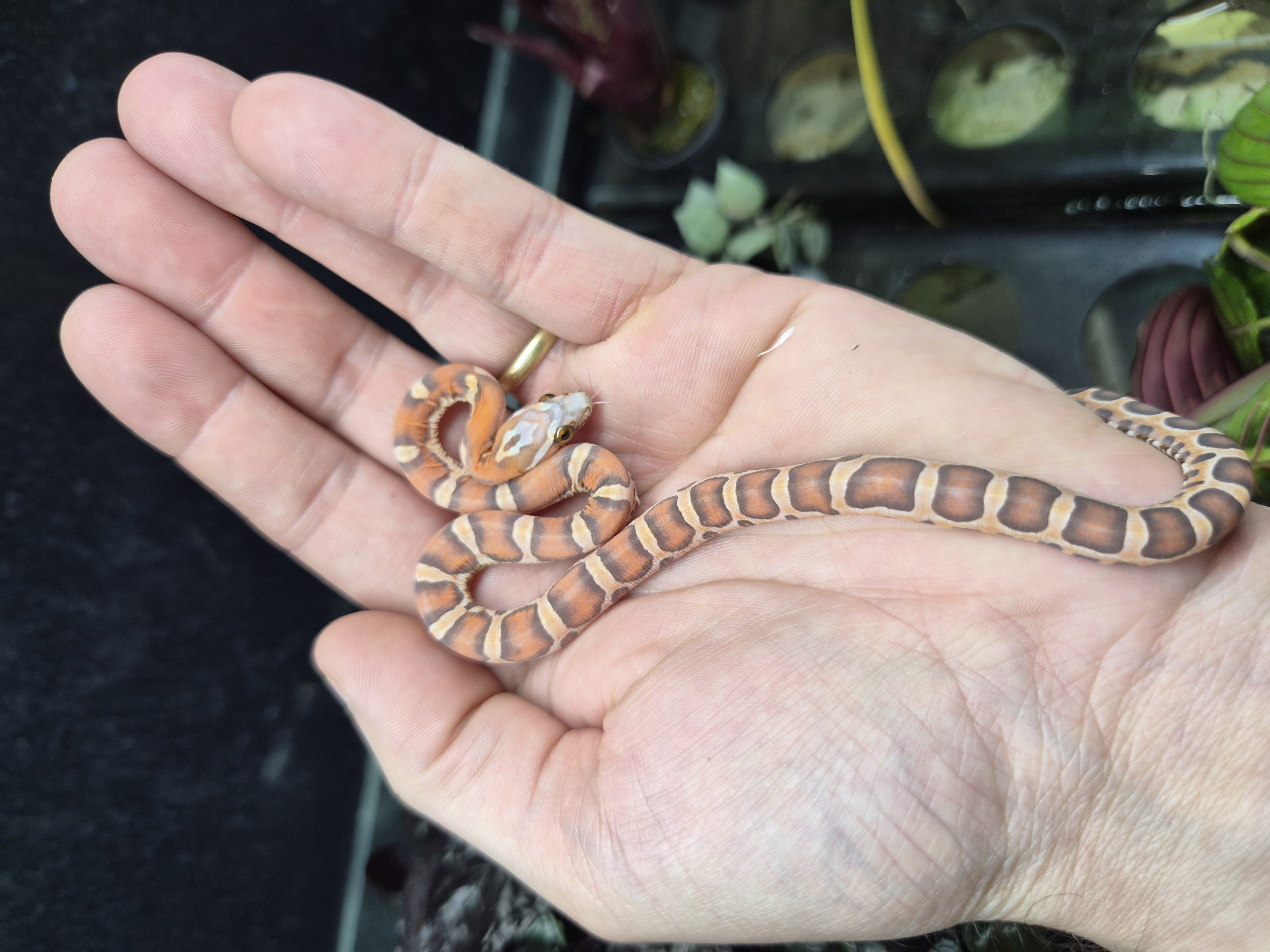 Serpent des blés - Scaleless