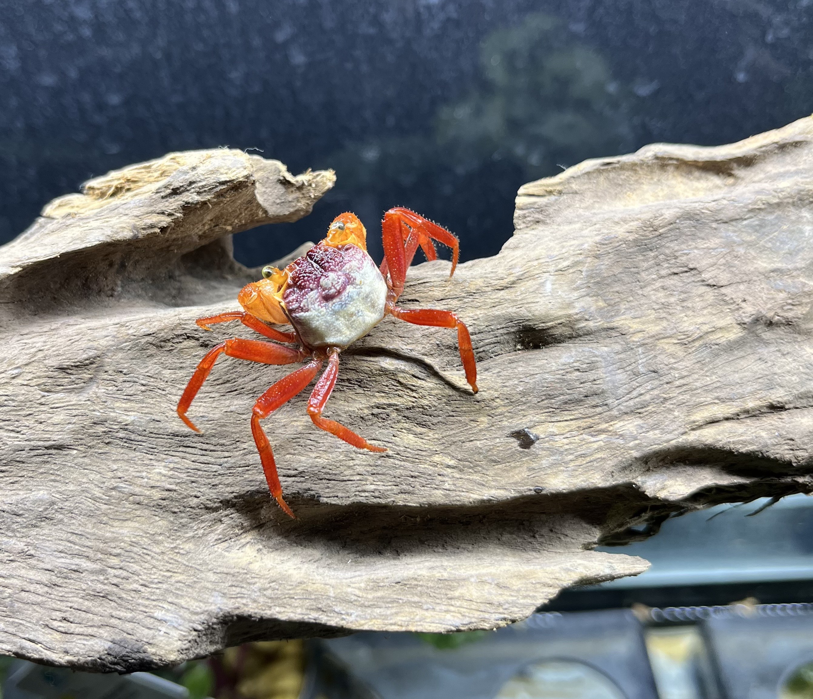 Crabe vampire - Geosesarma pontianak MANDARINE