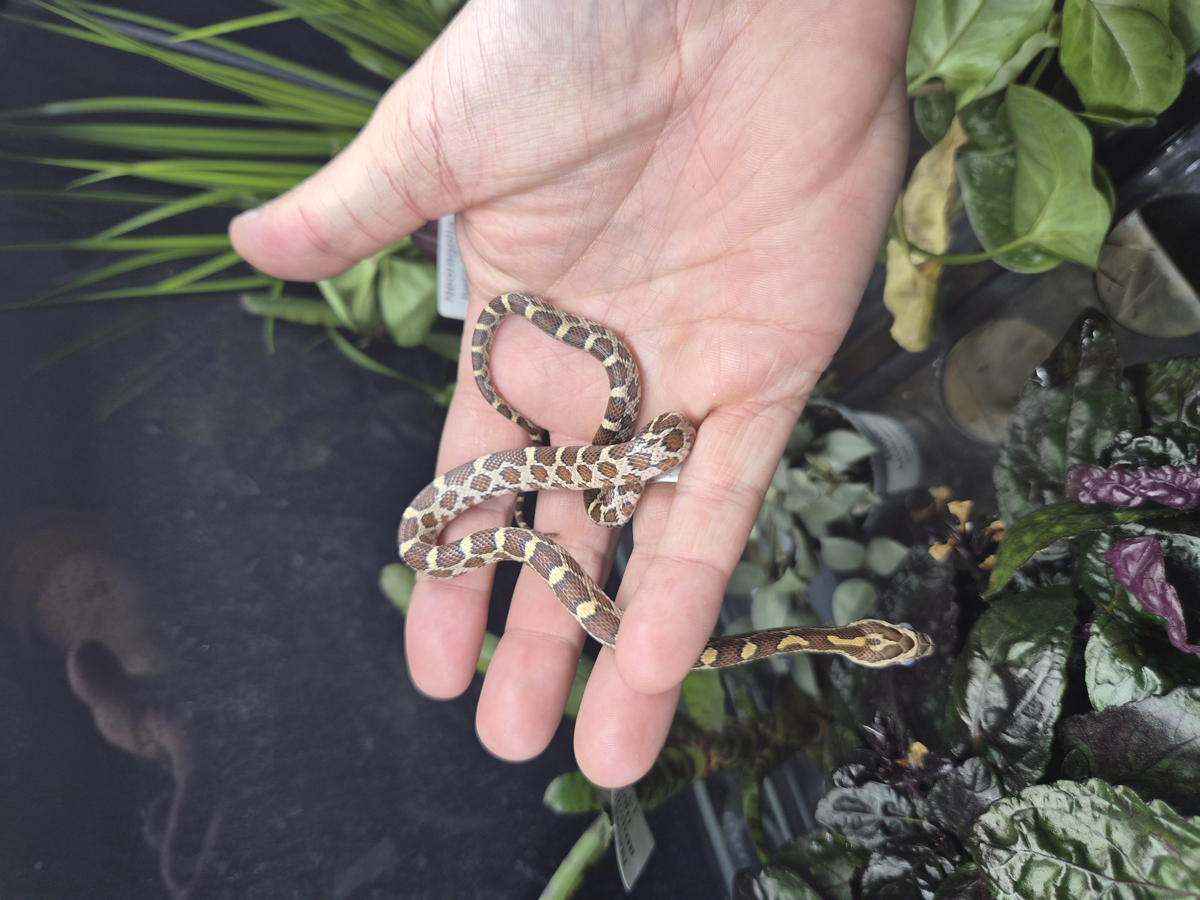 Serpent des blés - Classic