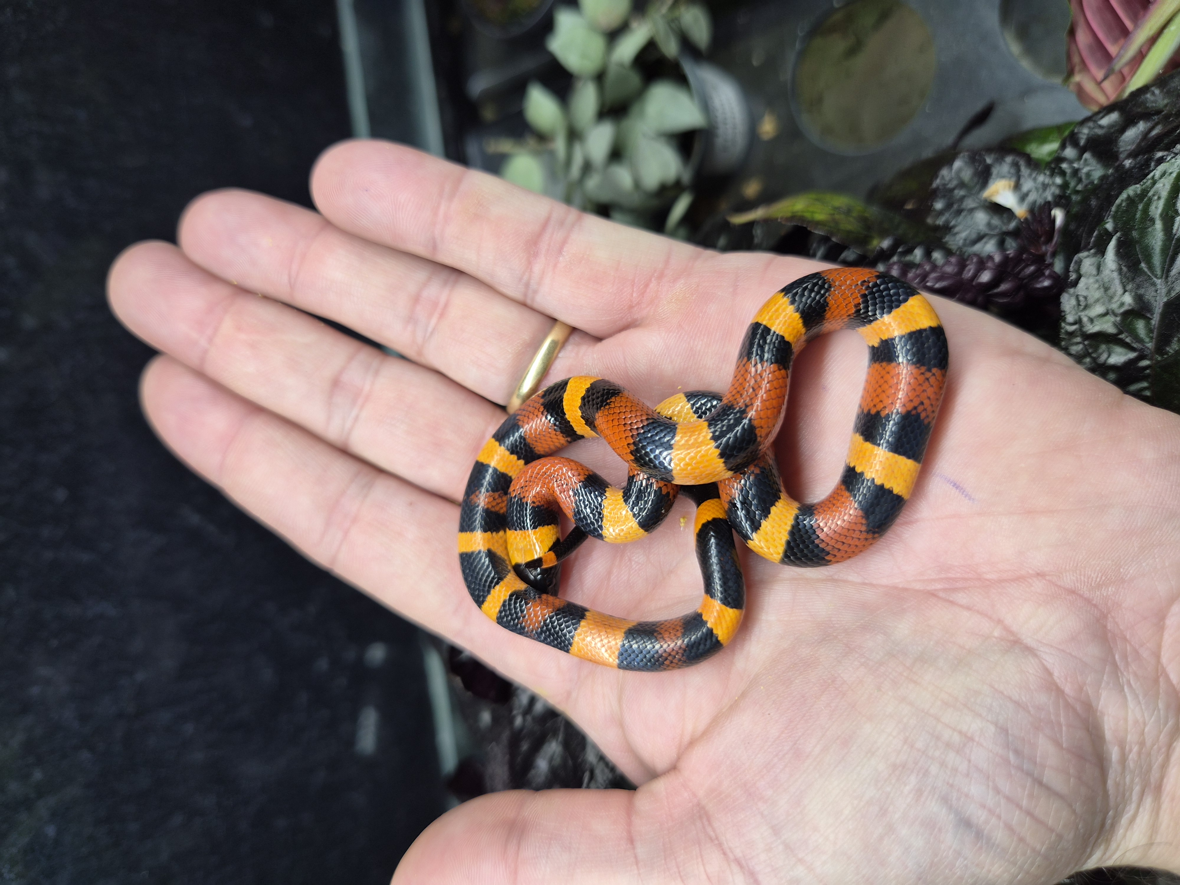 Serpent faux corail apricot - Lampropeltis campbelli