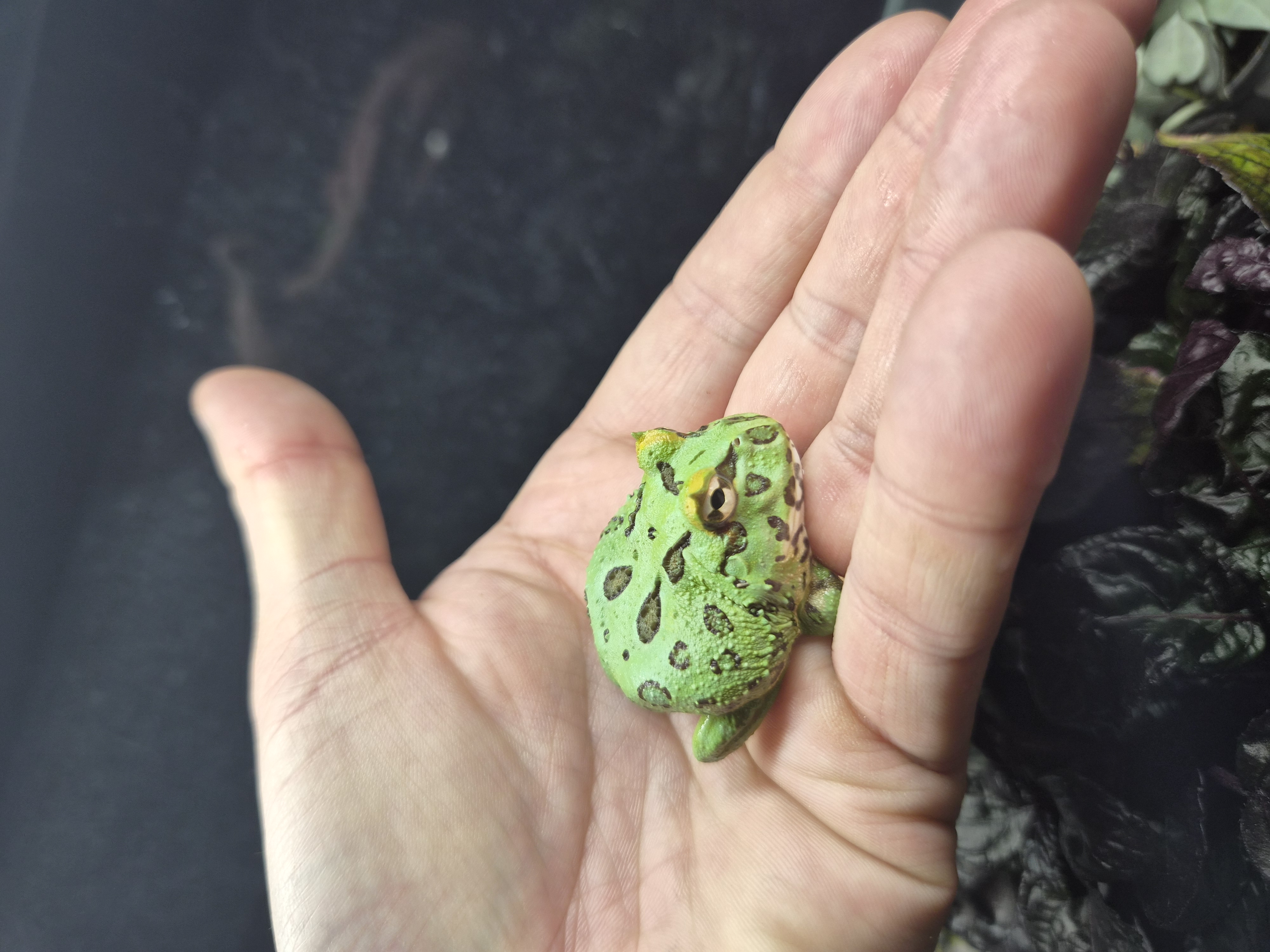 Grenouille Pac-man Matcha