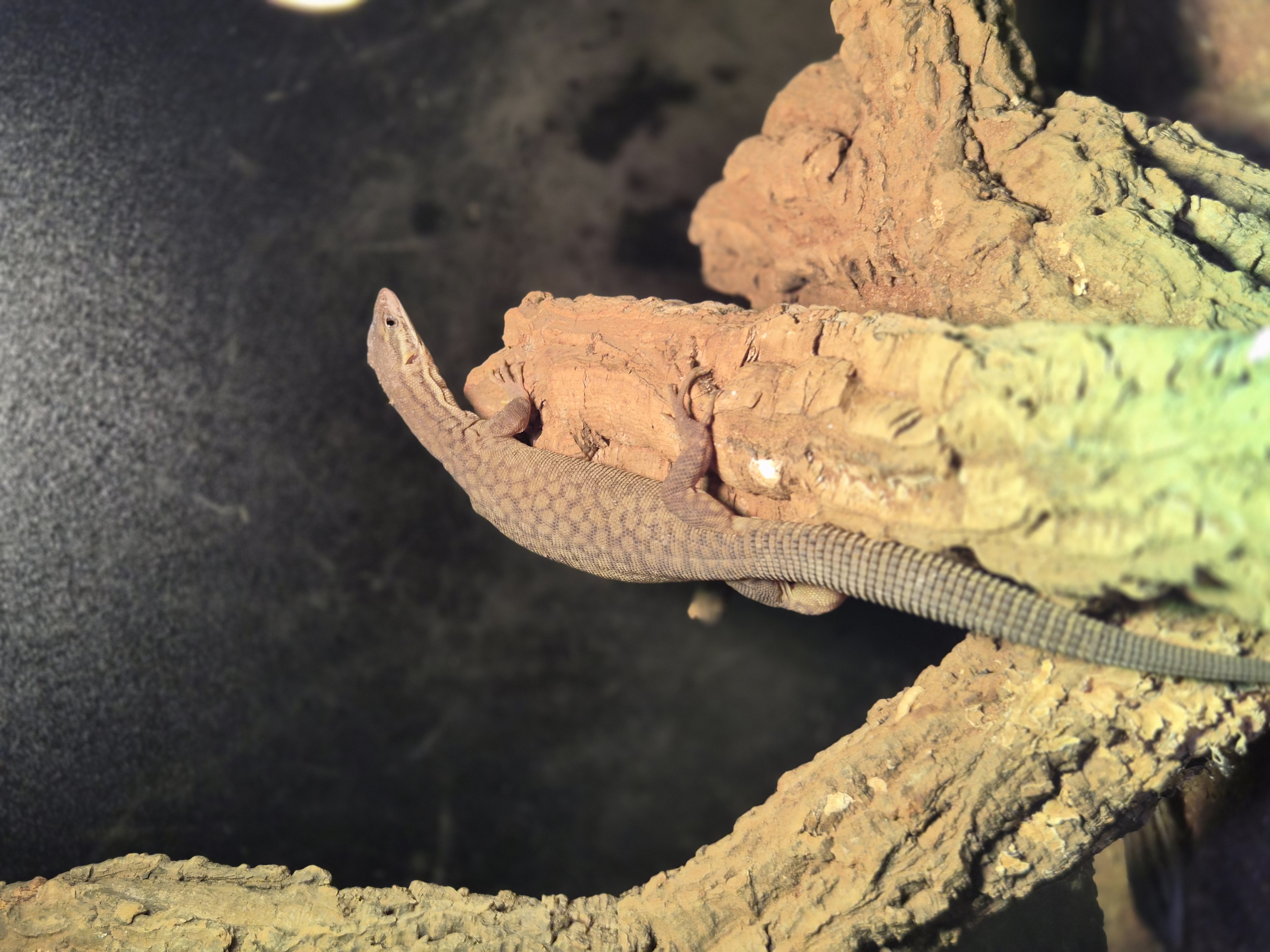 Varan à queue épineuse - Varanus acanthurus