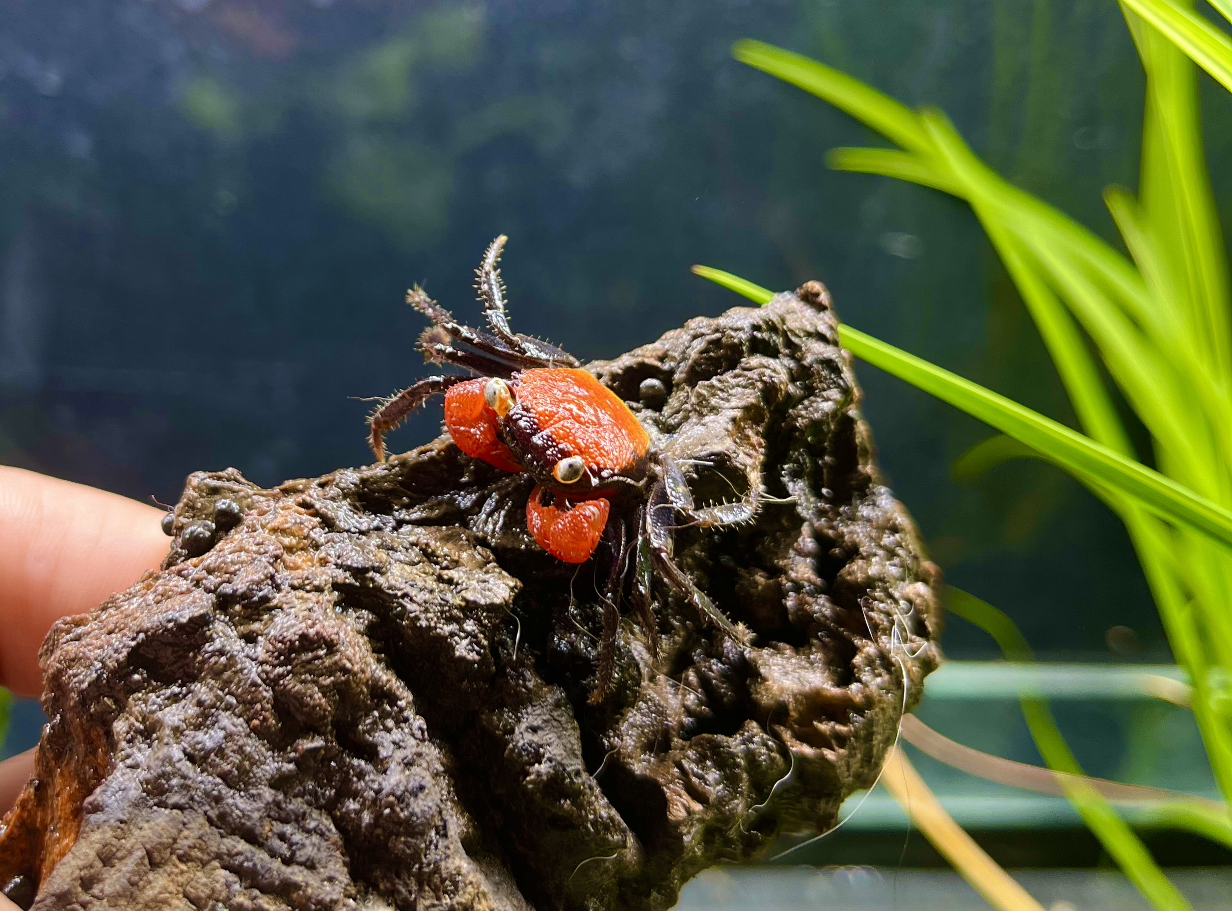 Crabe vampire red devil - Geosesarma hagen