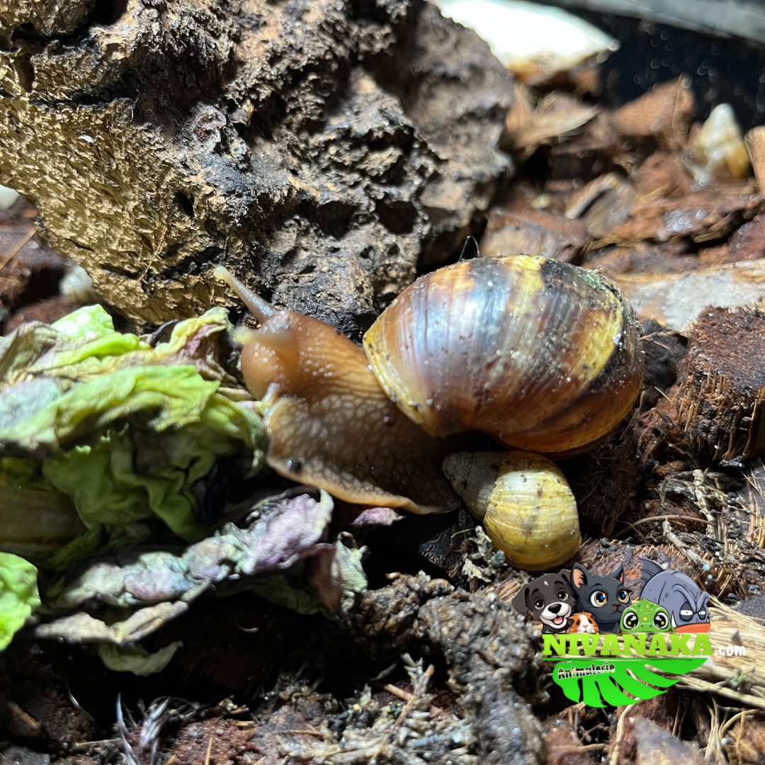 Escargots géant d'Afrique - Achatina sp.