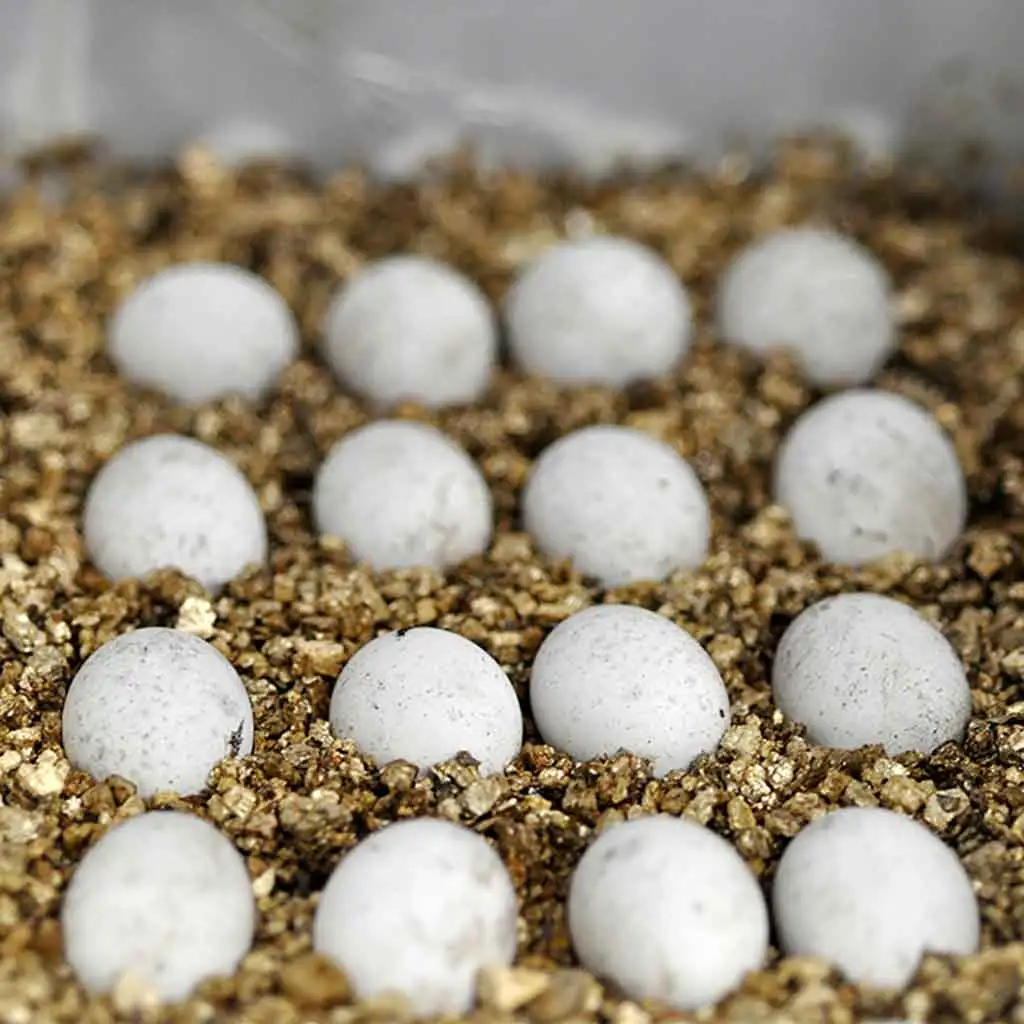Substrat d'incubation Vermiculite
