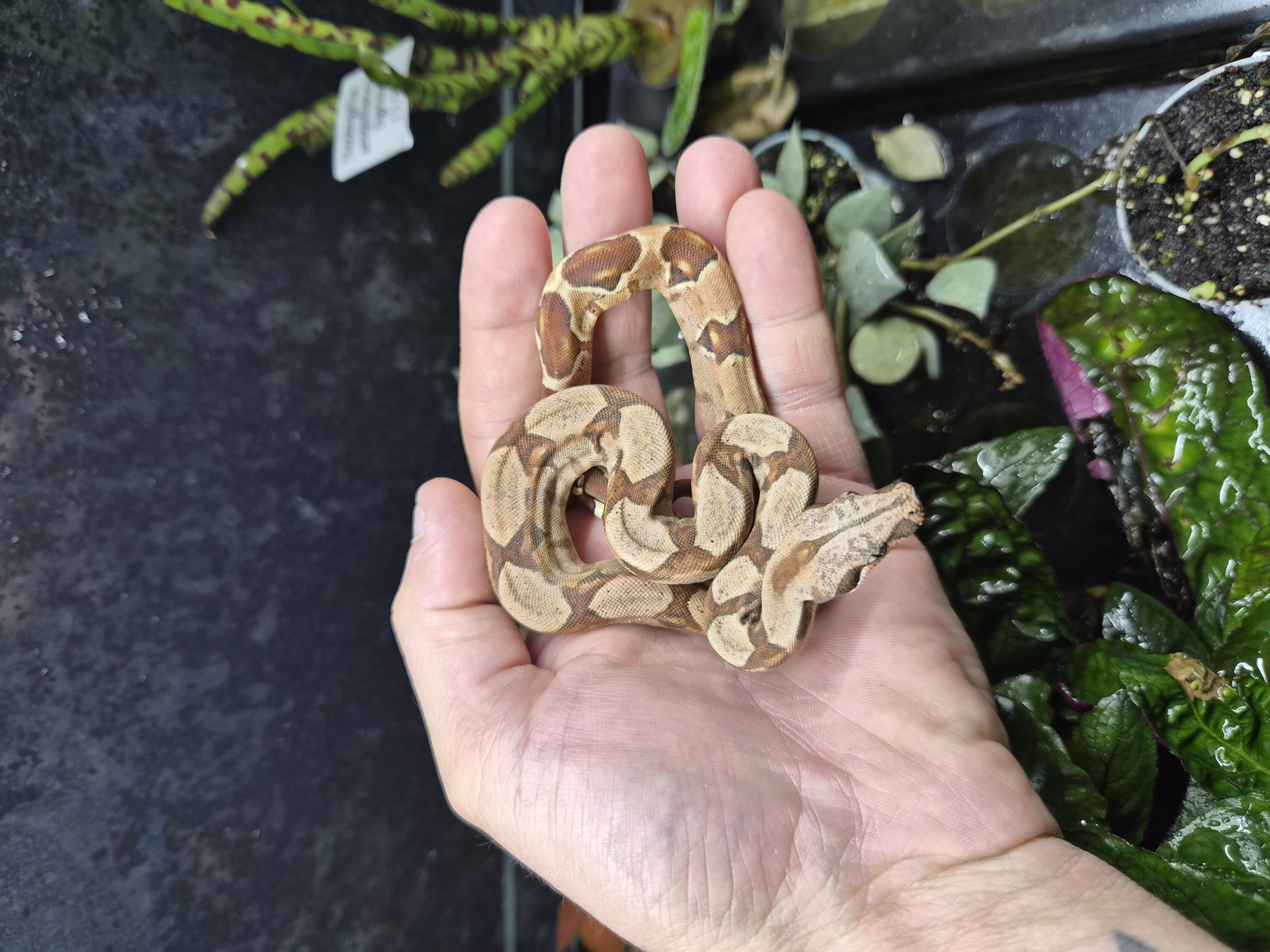 Boa constrictor imperator - Hypo