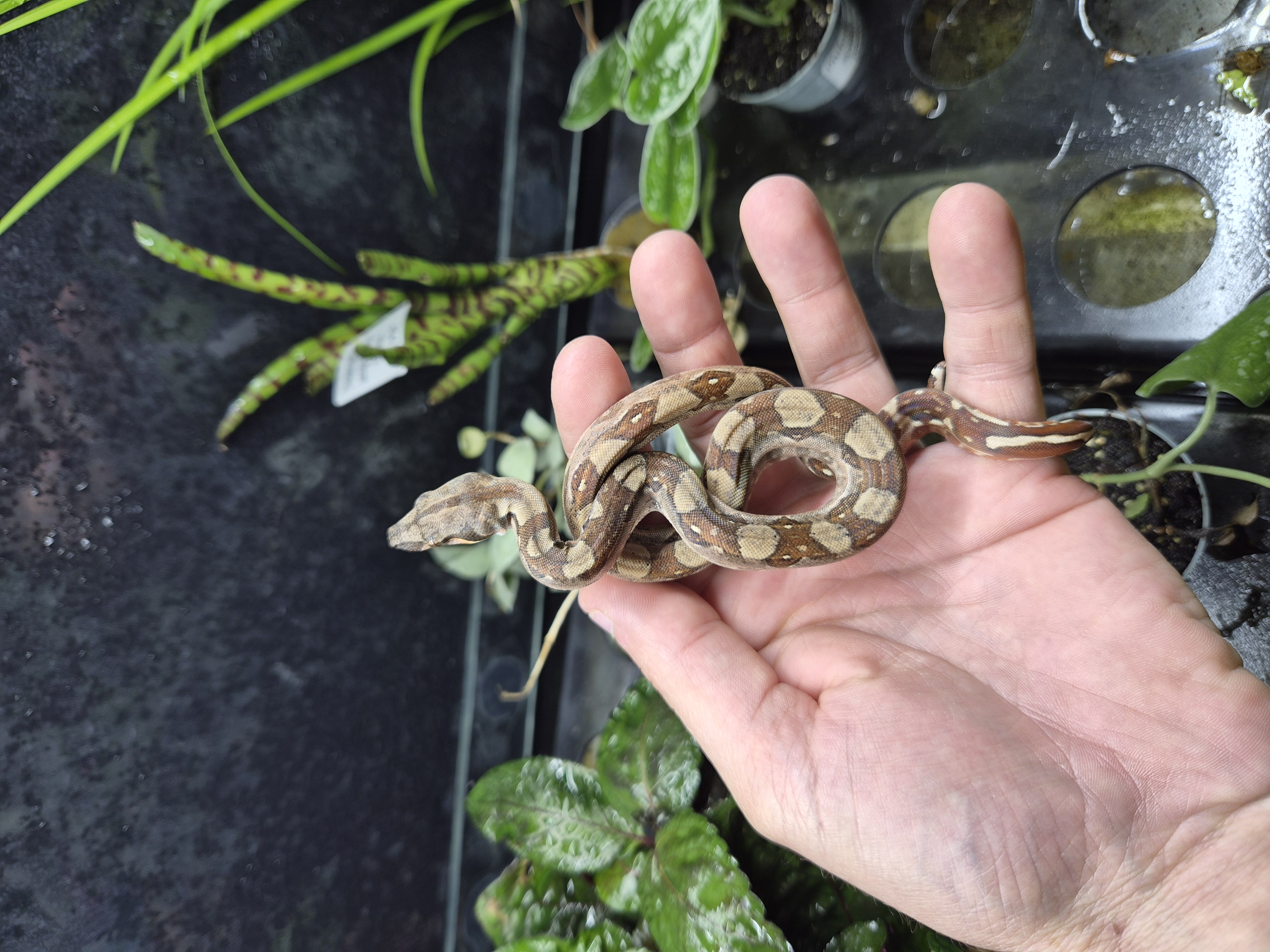 Boa constrictor imperator - Hypo