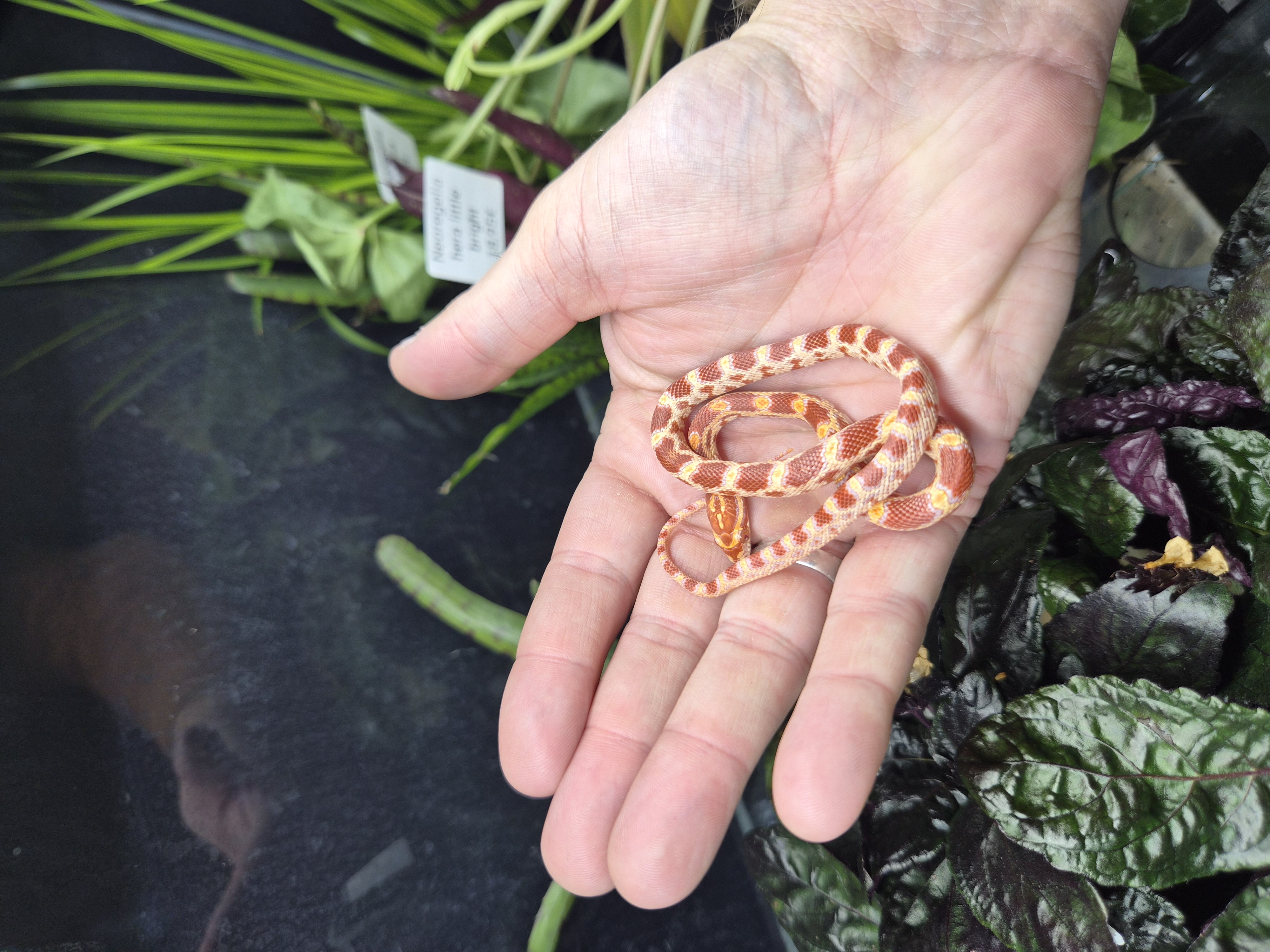 Serpent des blés - Amélanistic