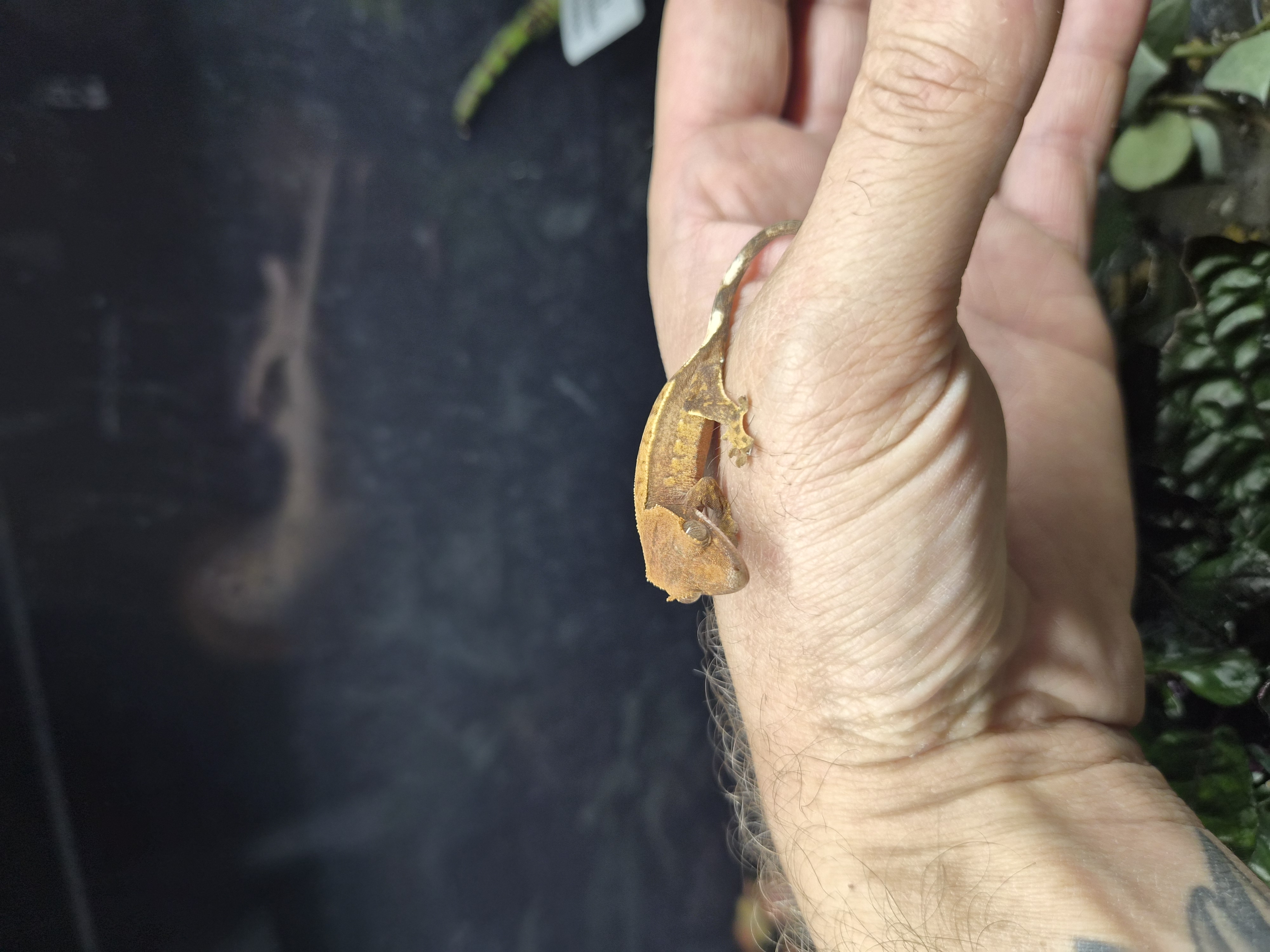 Gecko à crête - Correlophus ciliatus