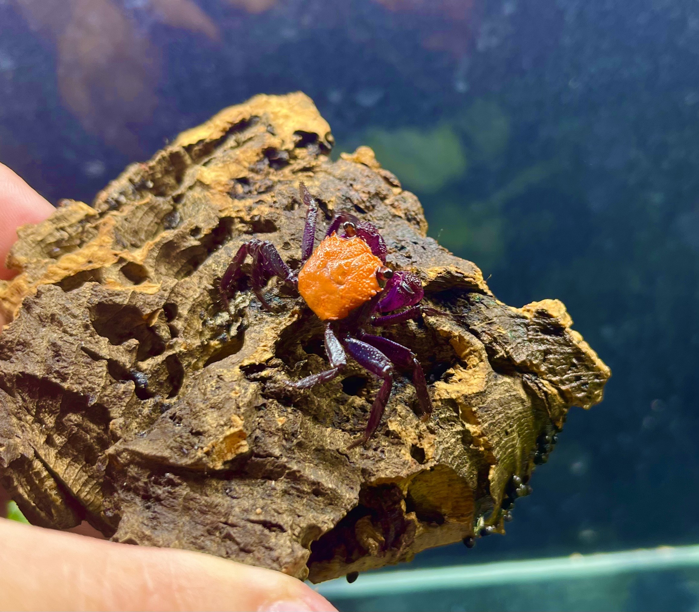 Crabe vampire - Geosesarma sp HALLOWEEN