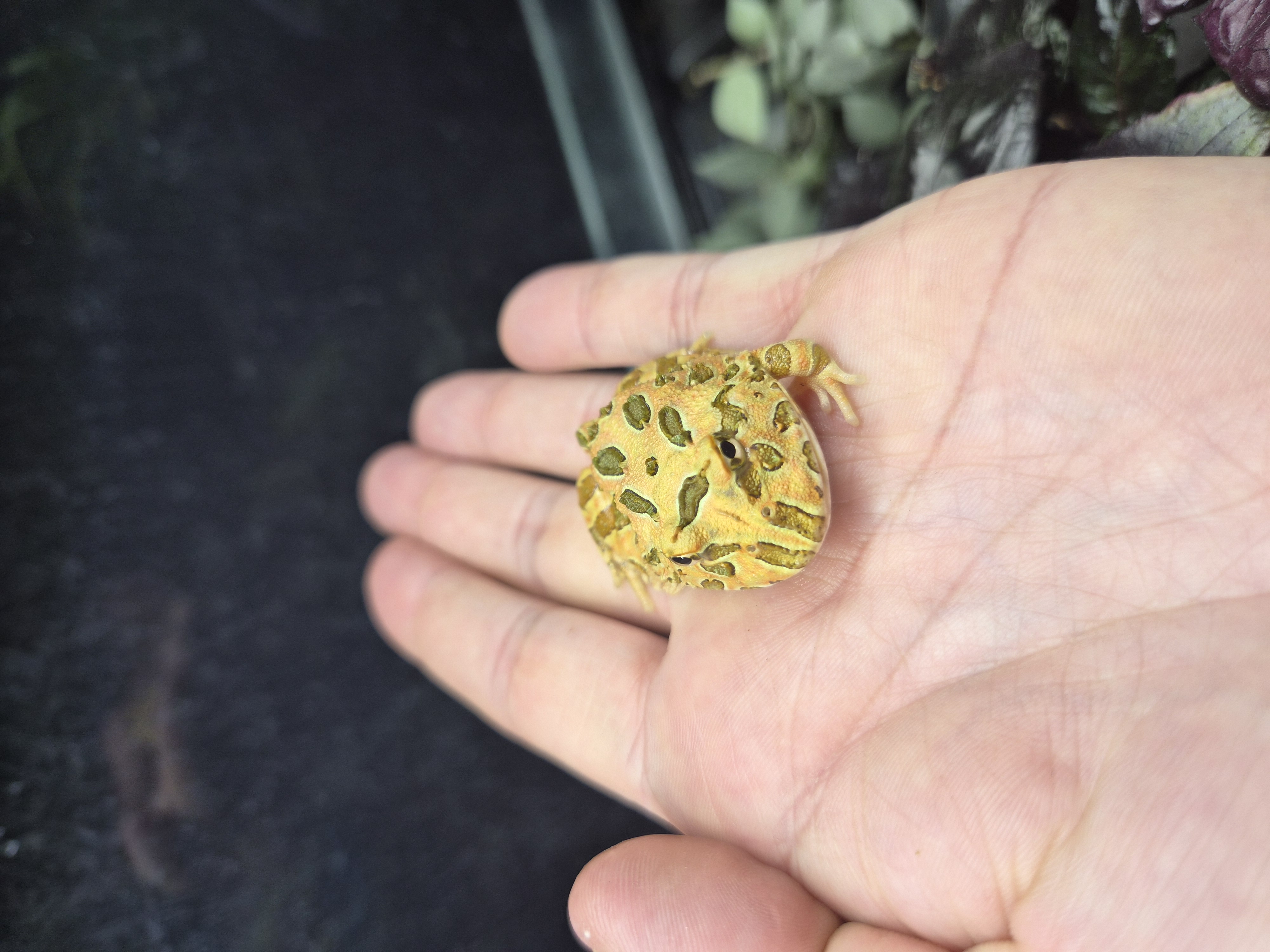 Grenouille Pac-man Red Coffee