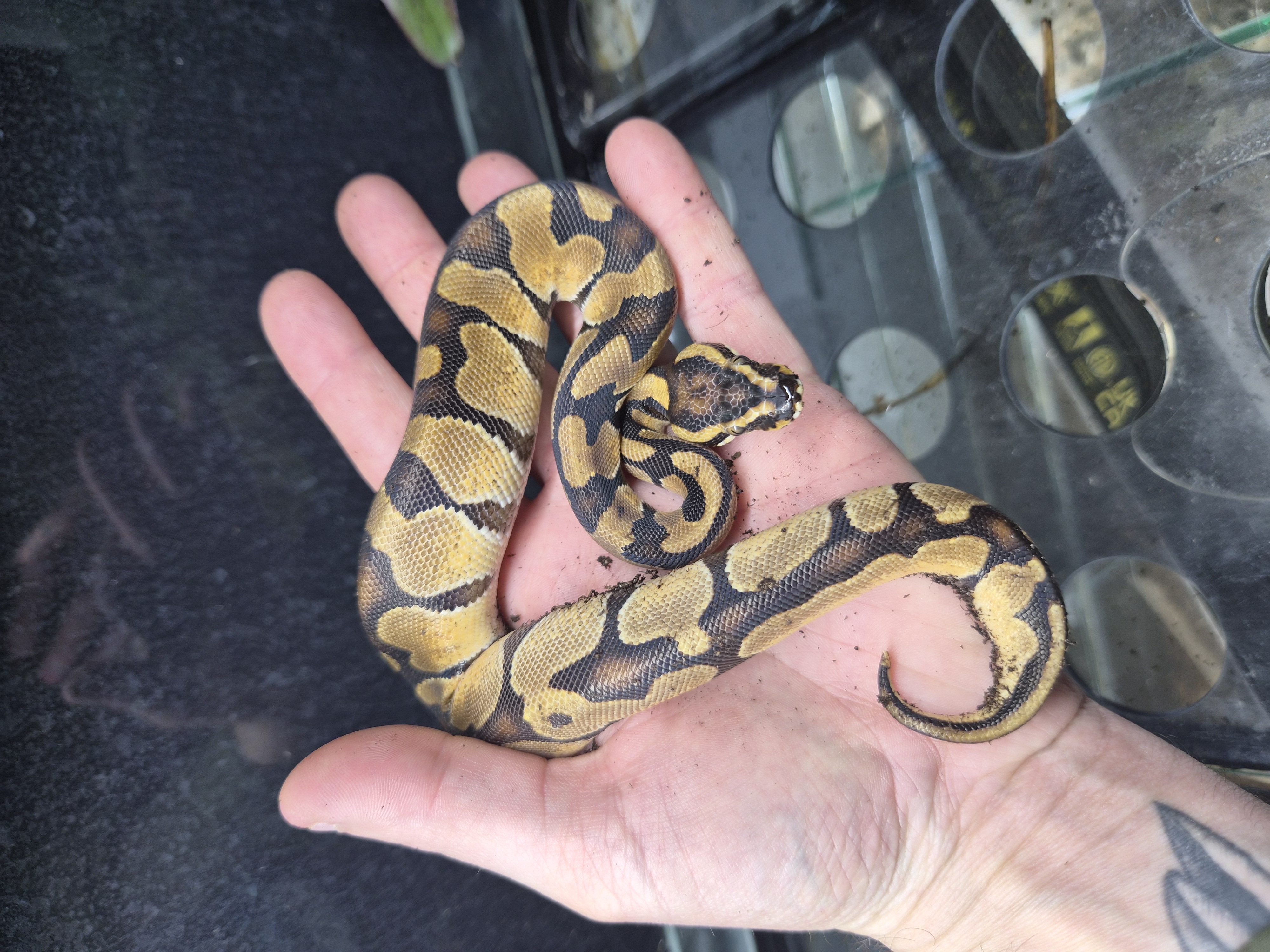 Python royal - Enchi het DG 66% Clown