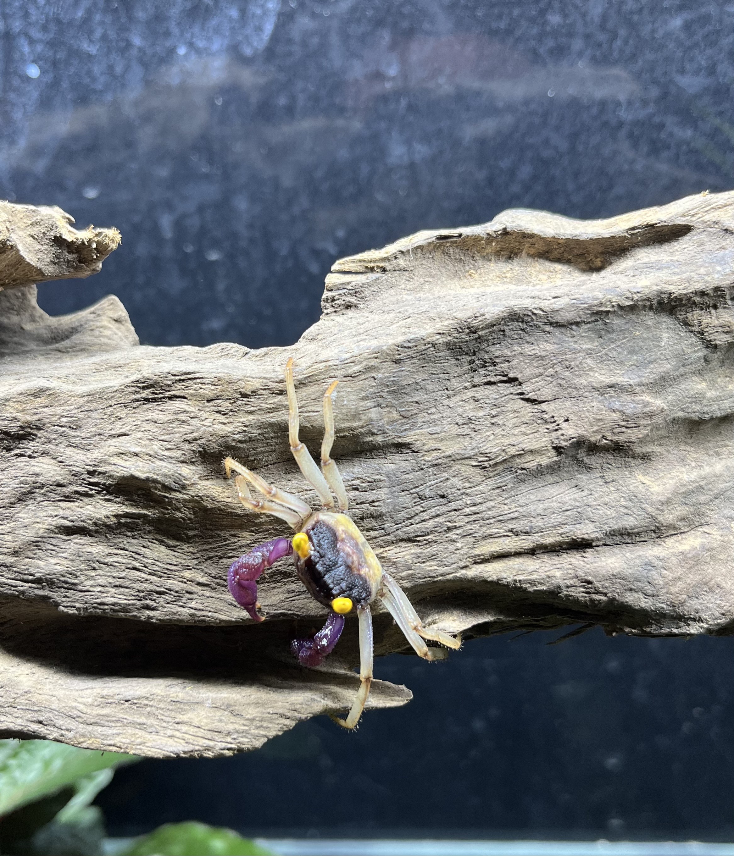 Crabe vampire - Geosesarma sp ORCHID