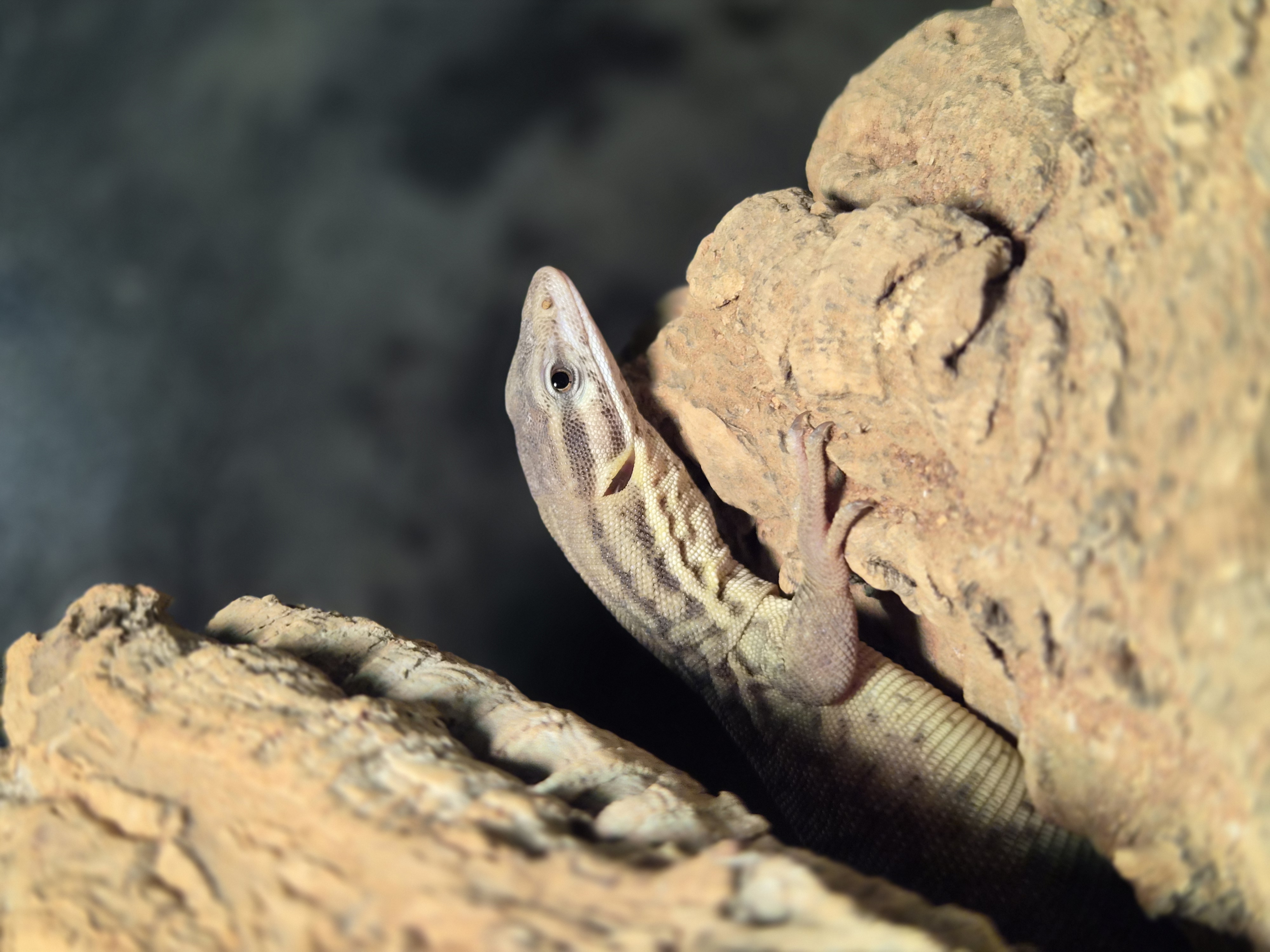 Varan à queue épineuse - Varanus acanthurus