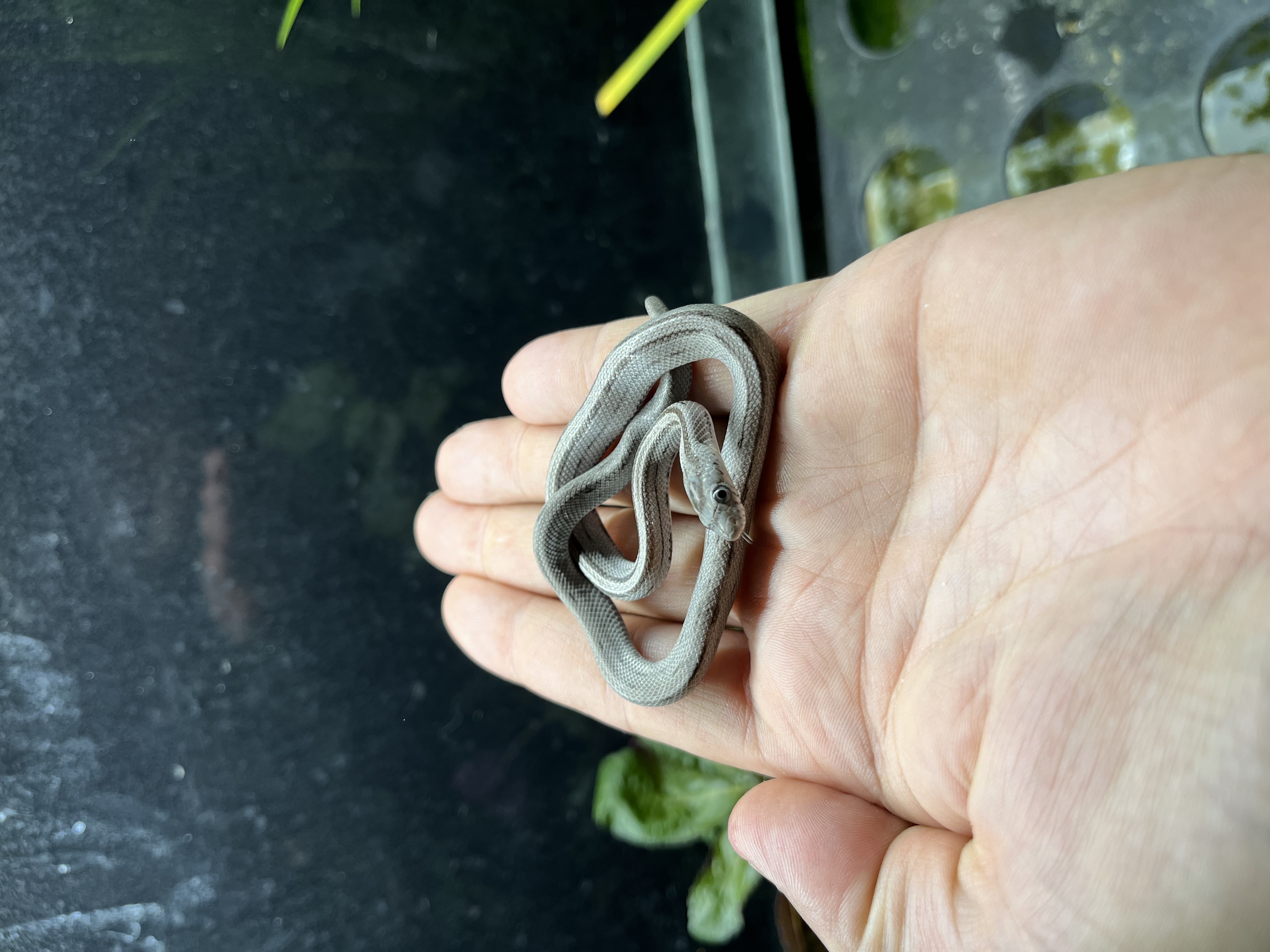 Serpent des blés - Anery striped