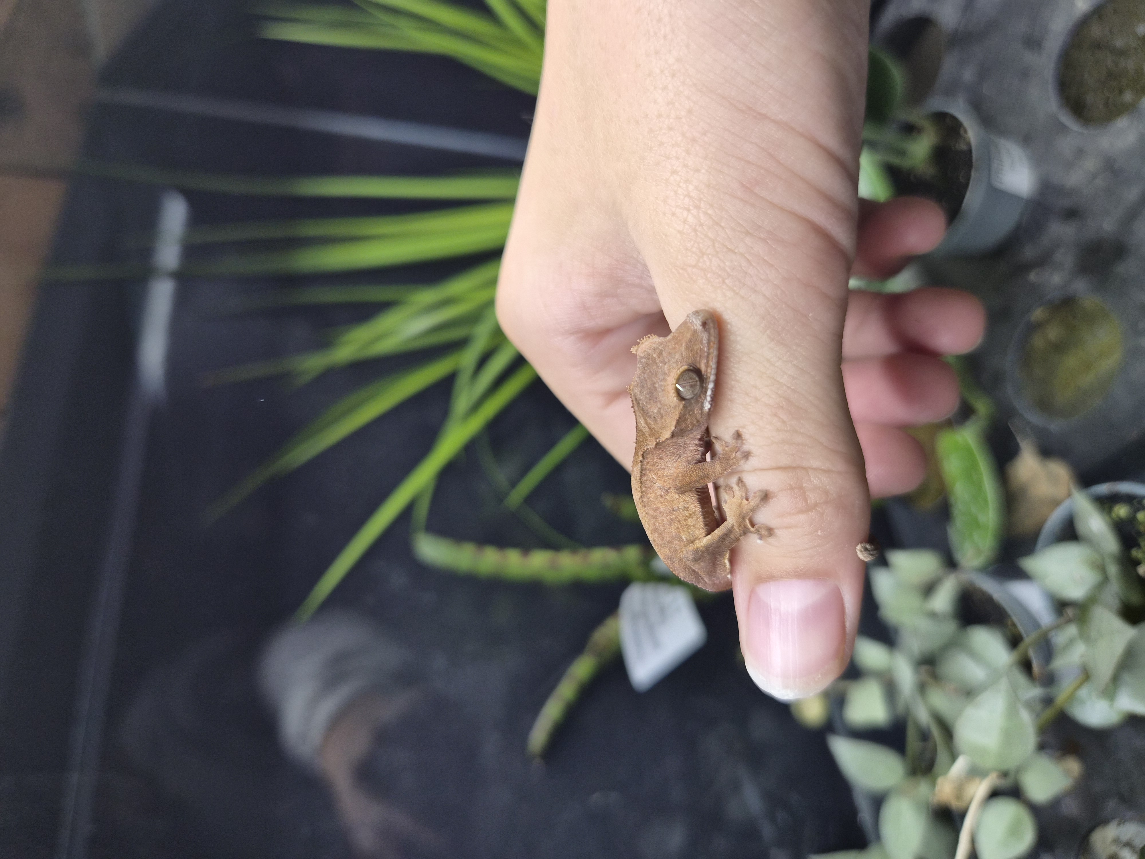 Gecko à crête - Correlophus ciliatus