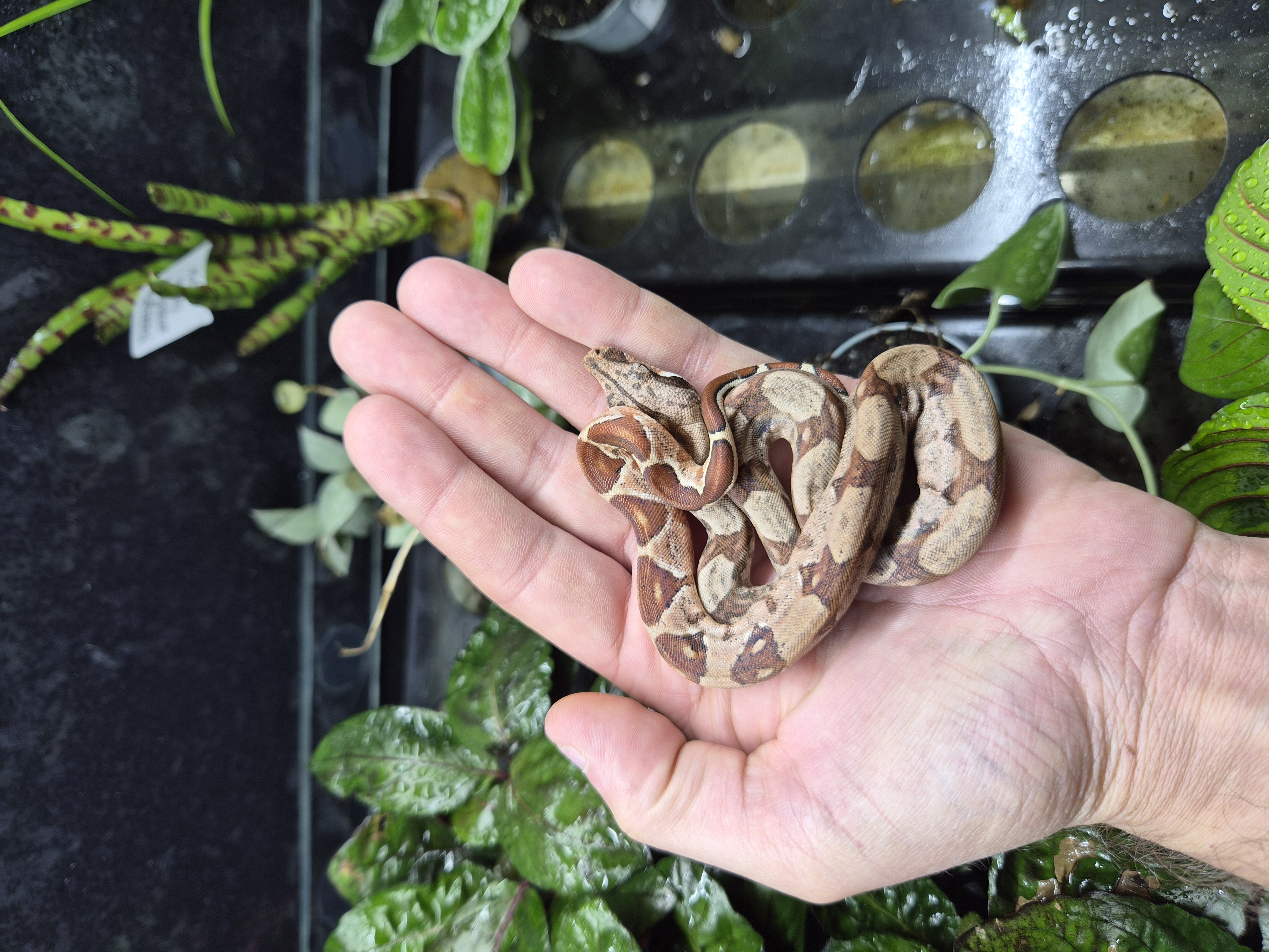 Boa constrictor imperator - Hypo