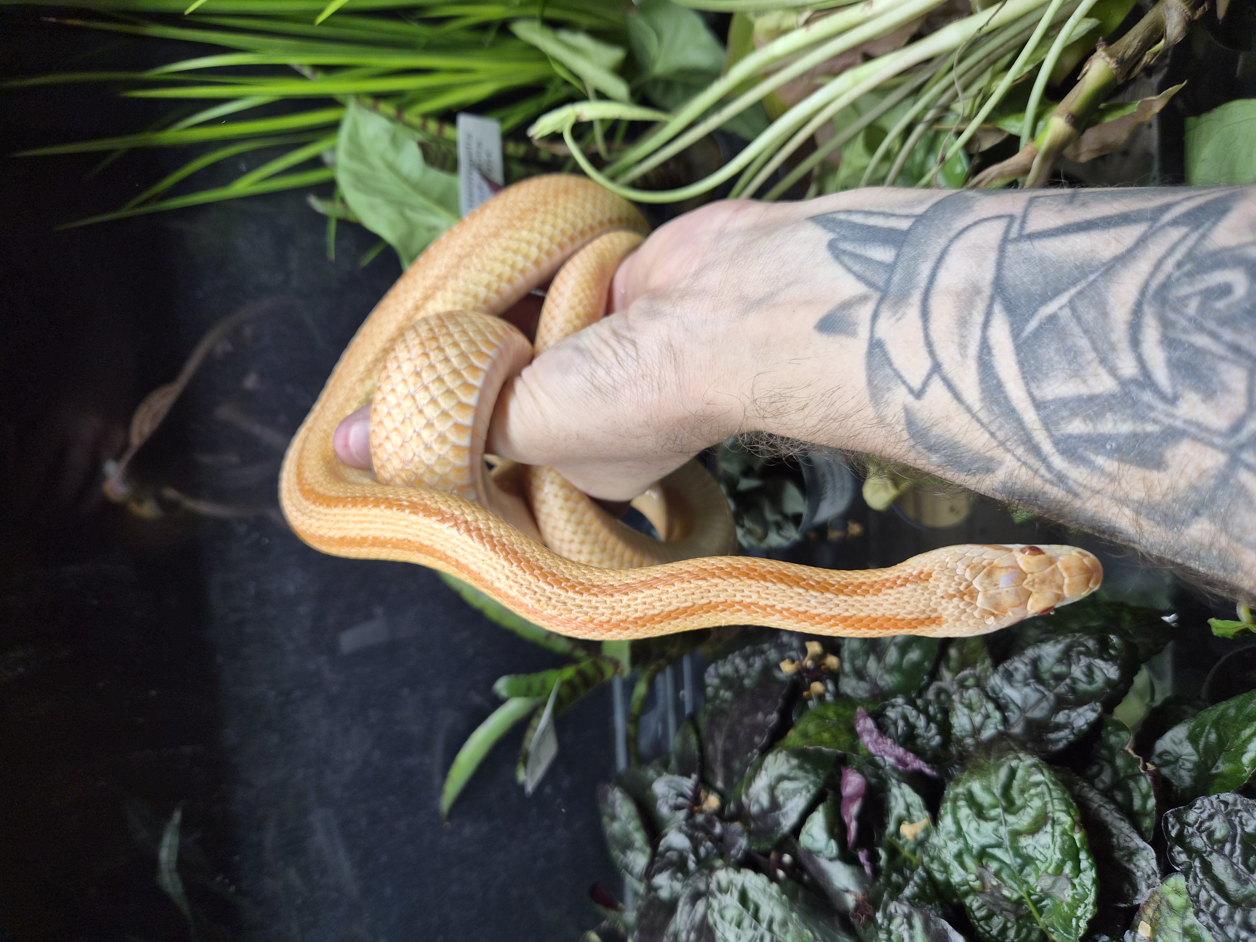 Serpent des blés - Amel stripe adulte