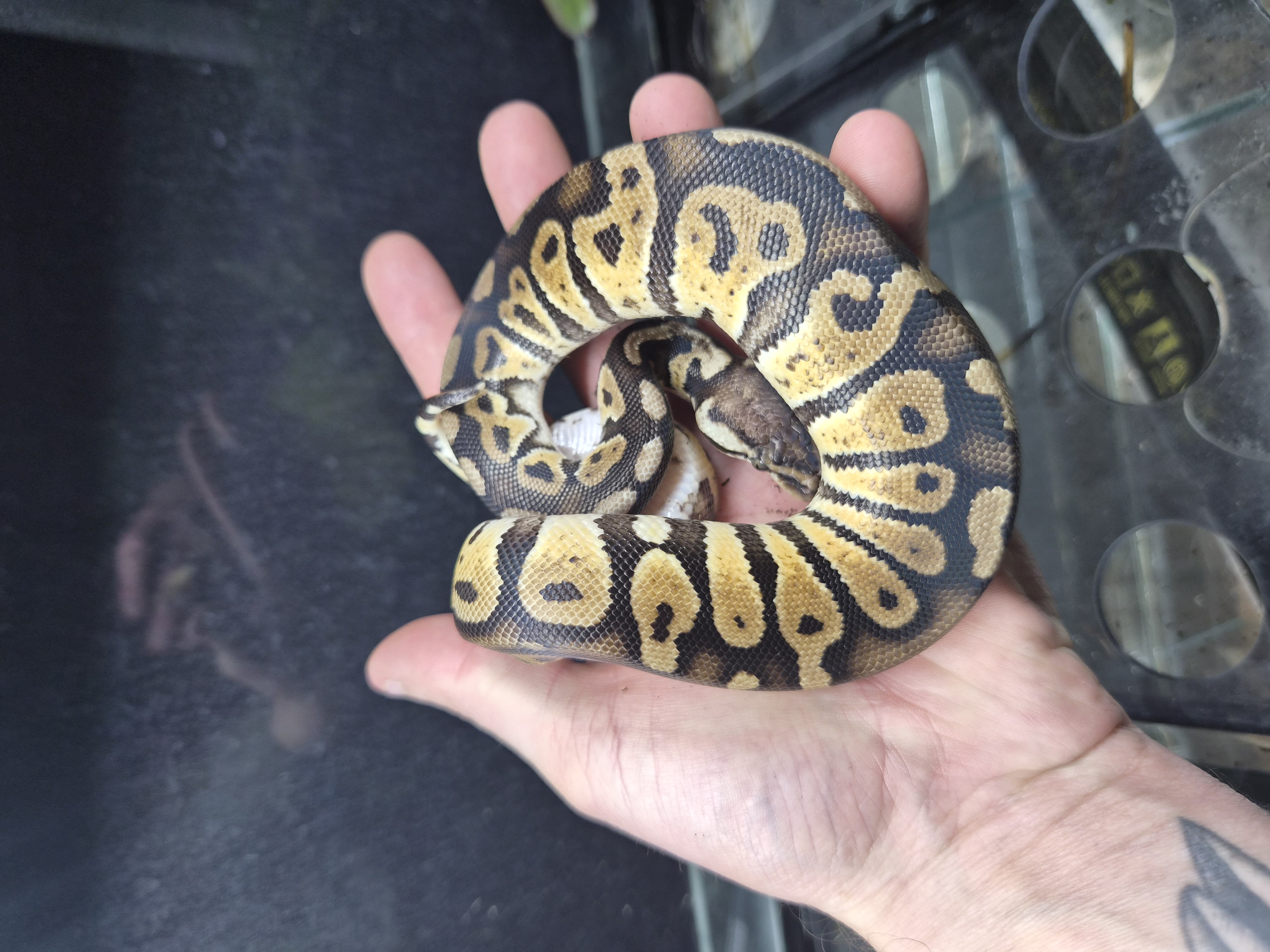 Python royal - Pastel Sable 50% Hypo