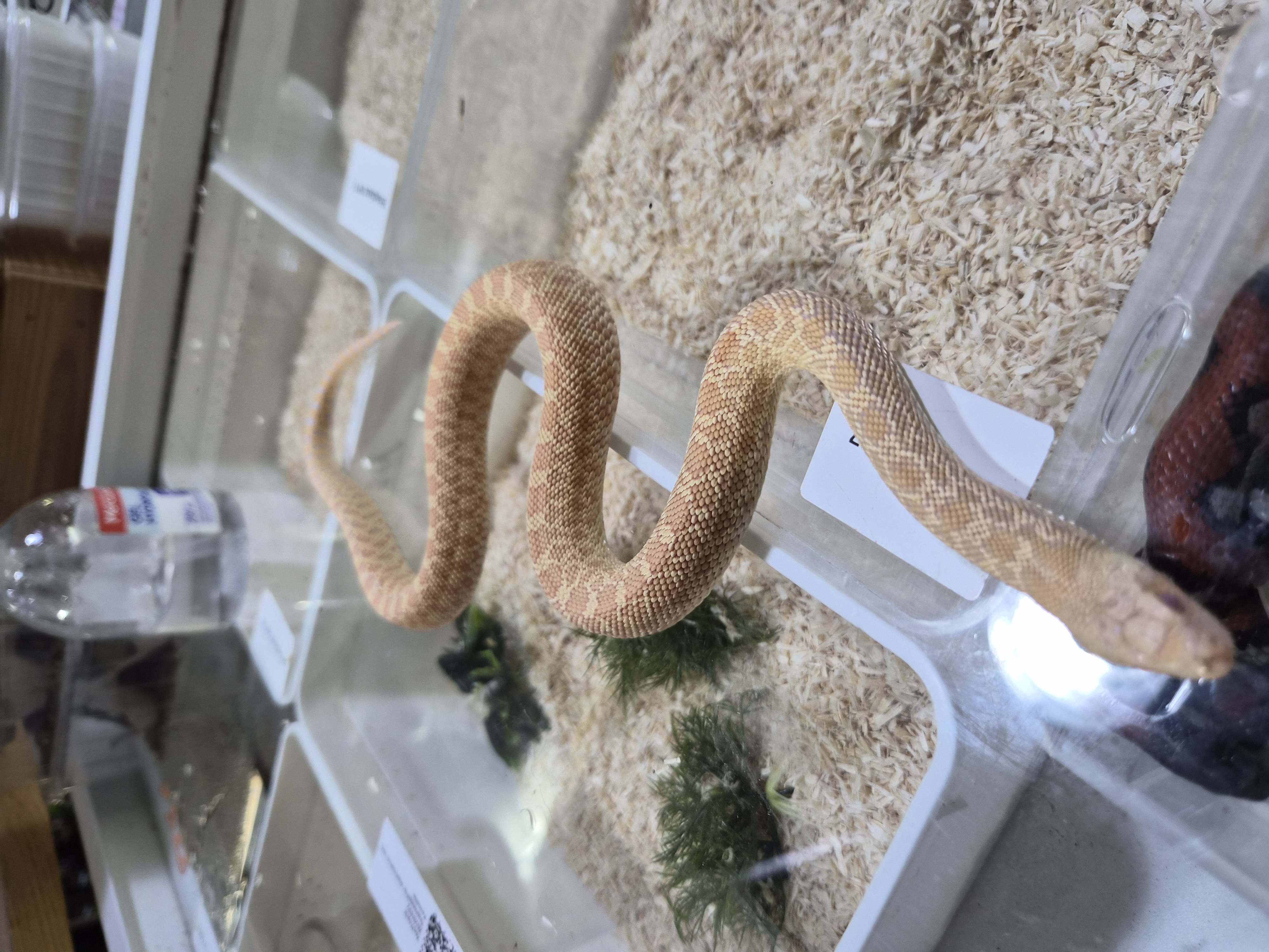 Serpent Taureau albinos poss Hybinos 100% het hypo - Pituophis catenifer 