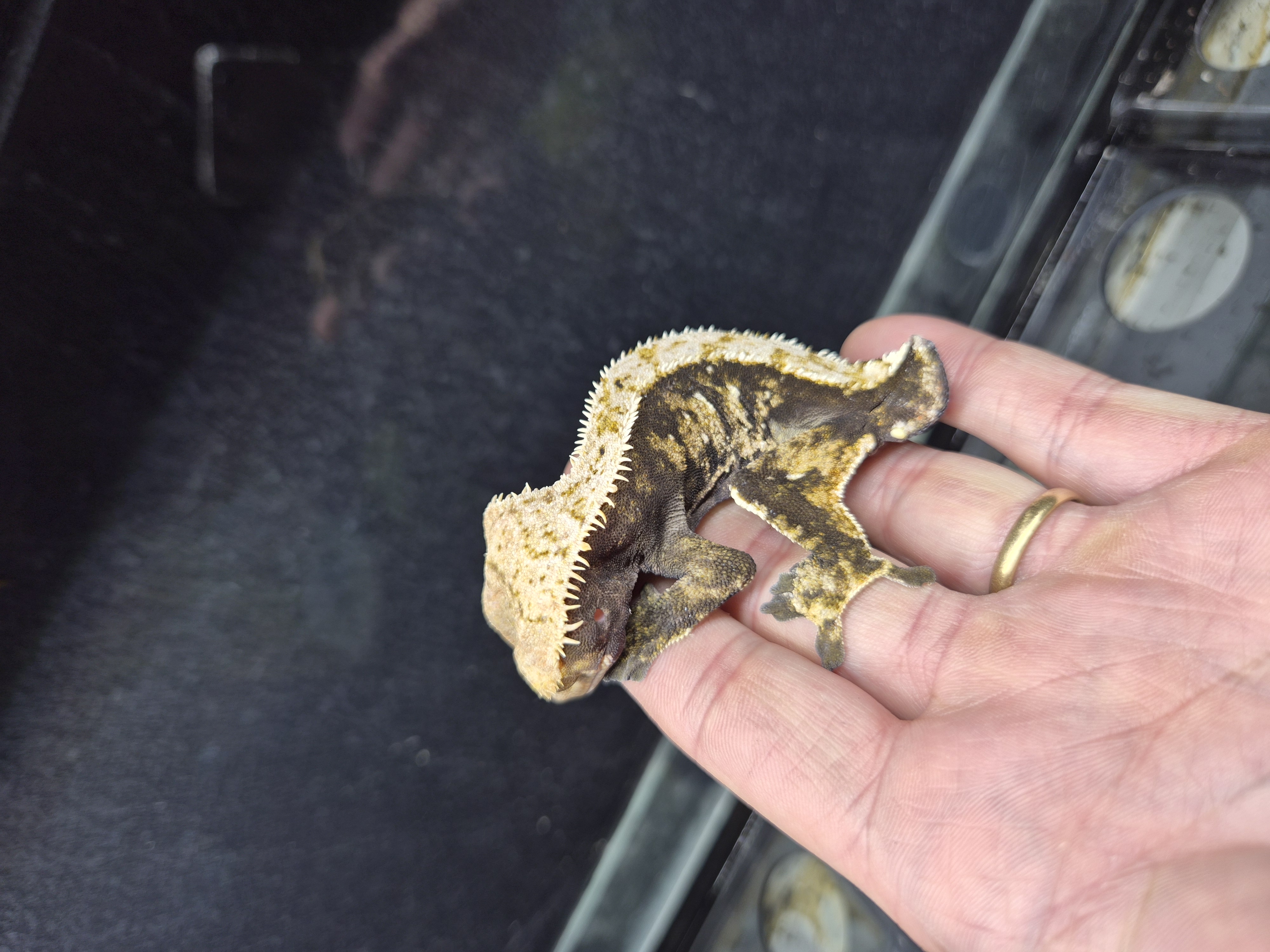 Gecko à crête - Correlophus ciliatus