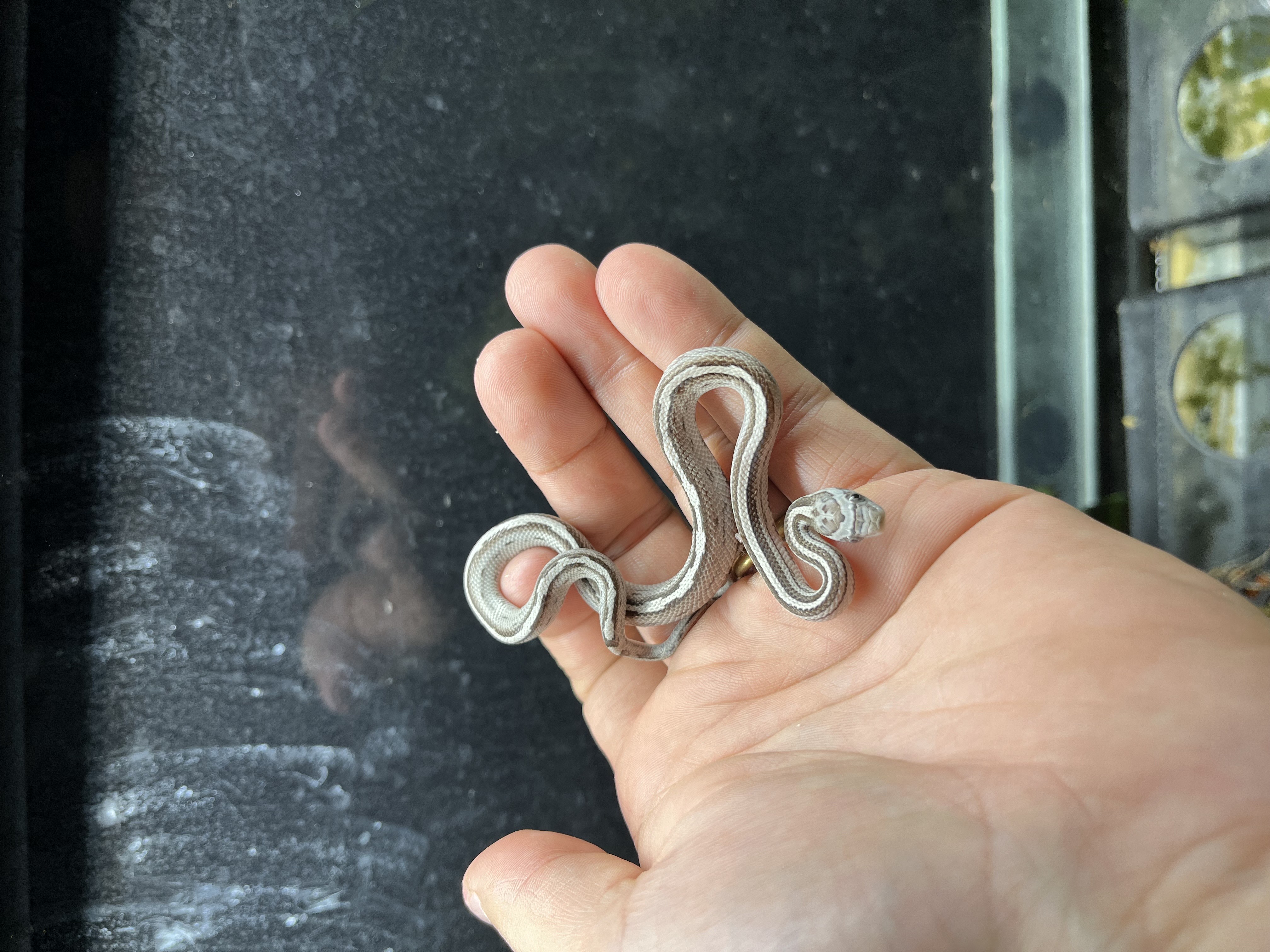 Serpent des blés - Anery striped