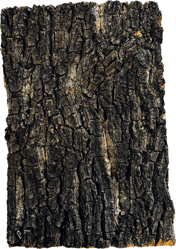 Décor fond Écorce d'arbre naturelle