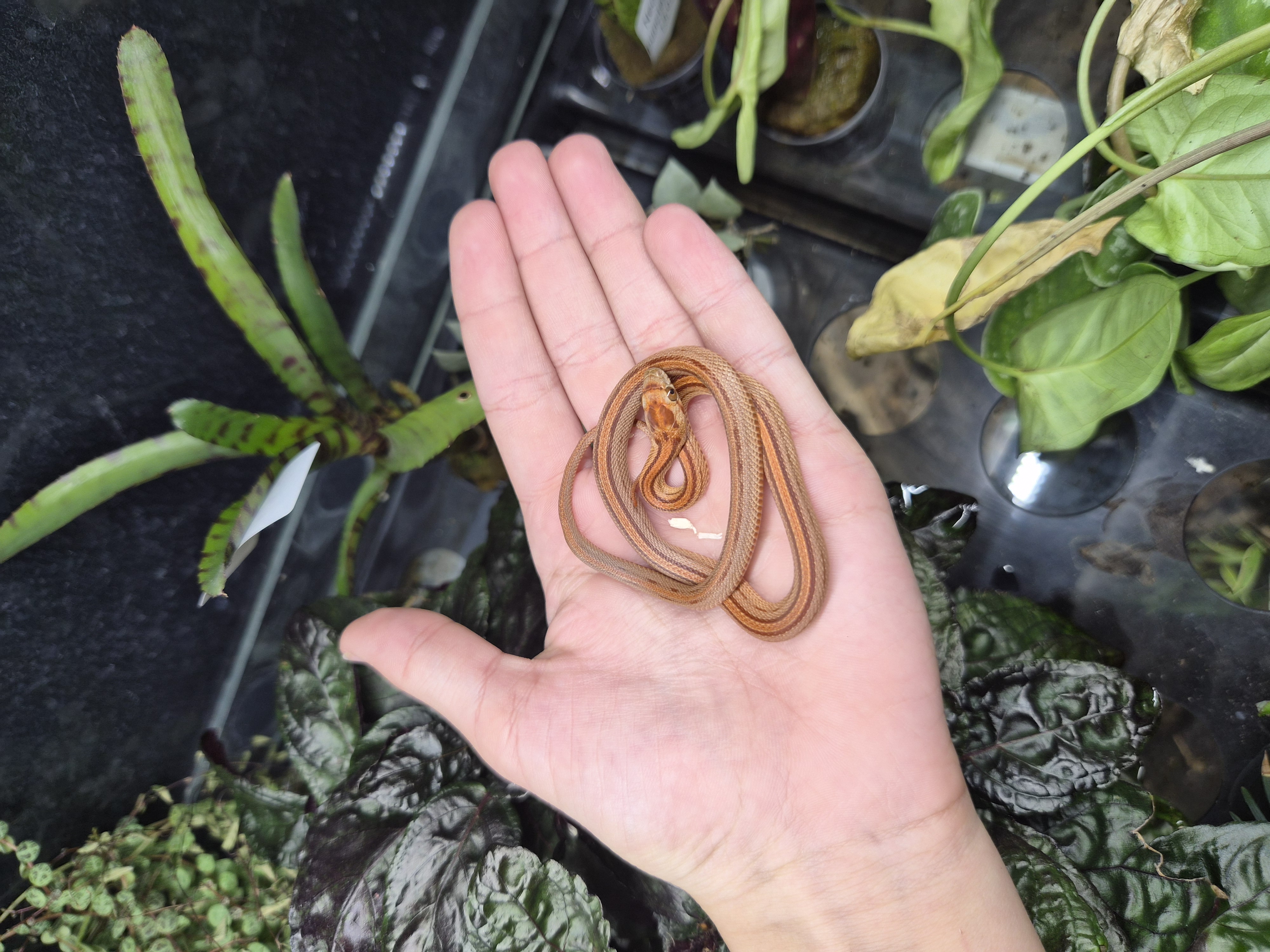 Serpent des blés - Classic ligné