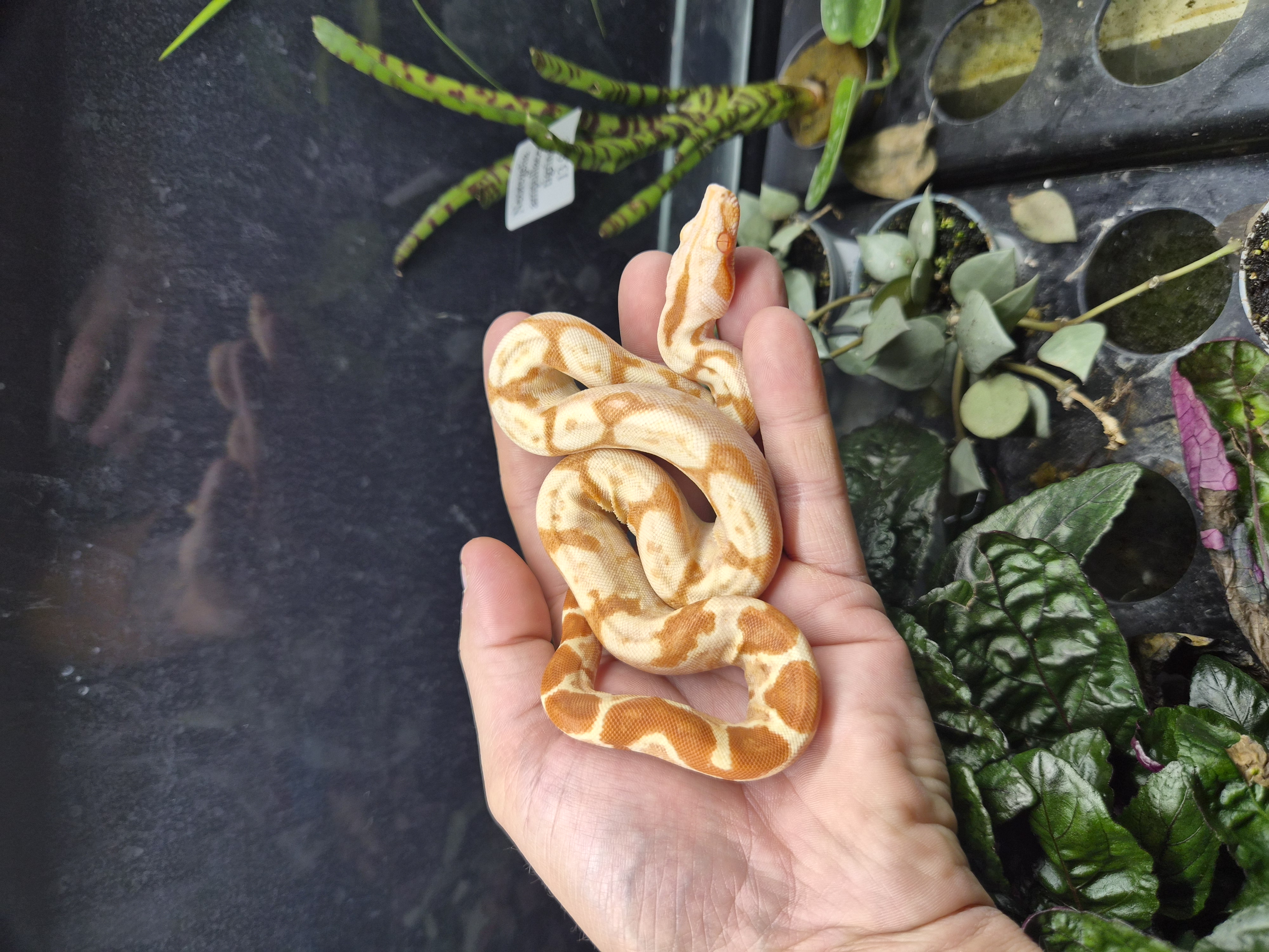 Boa constrictor imperator - Sunglow purple line
