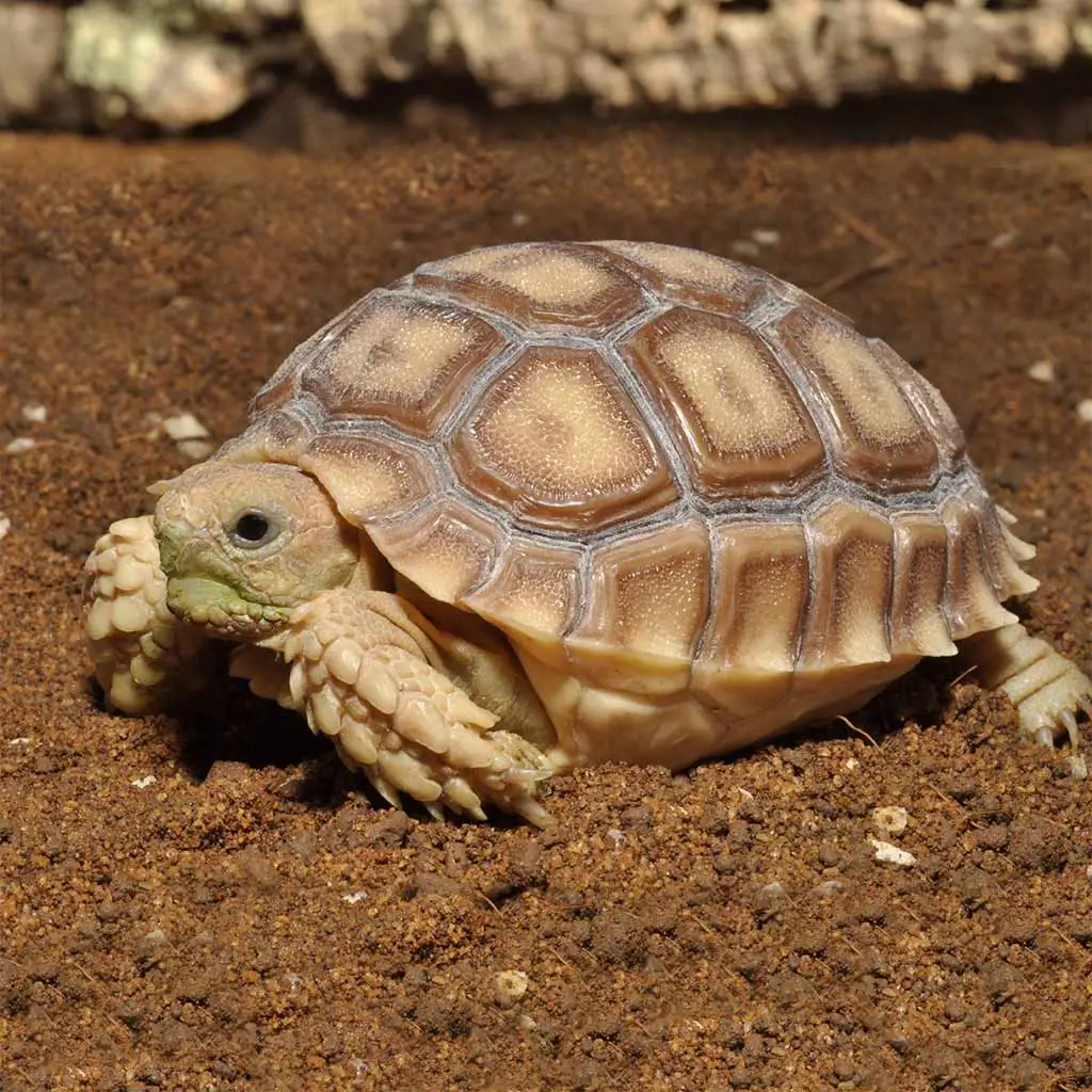Substrat tortues terrestres