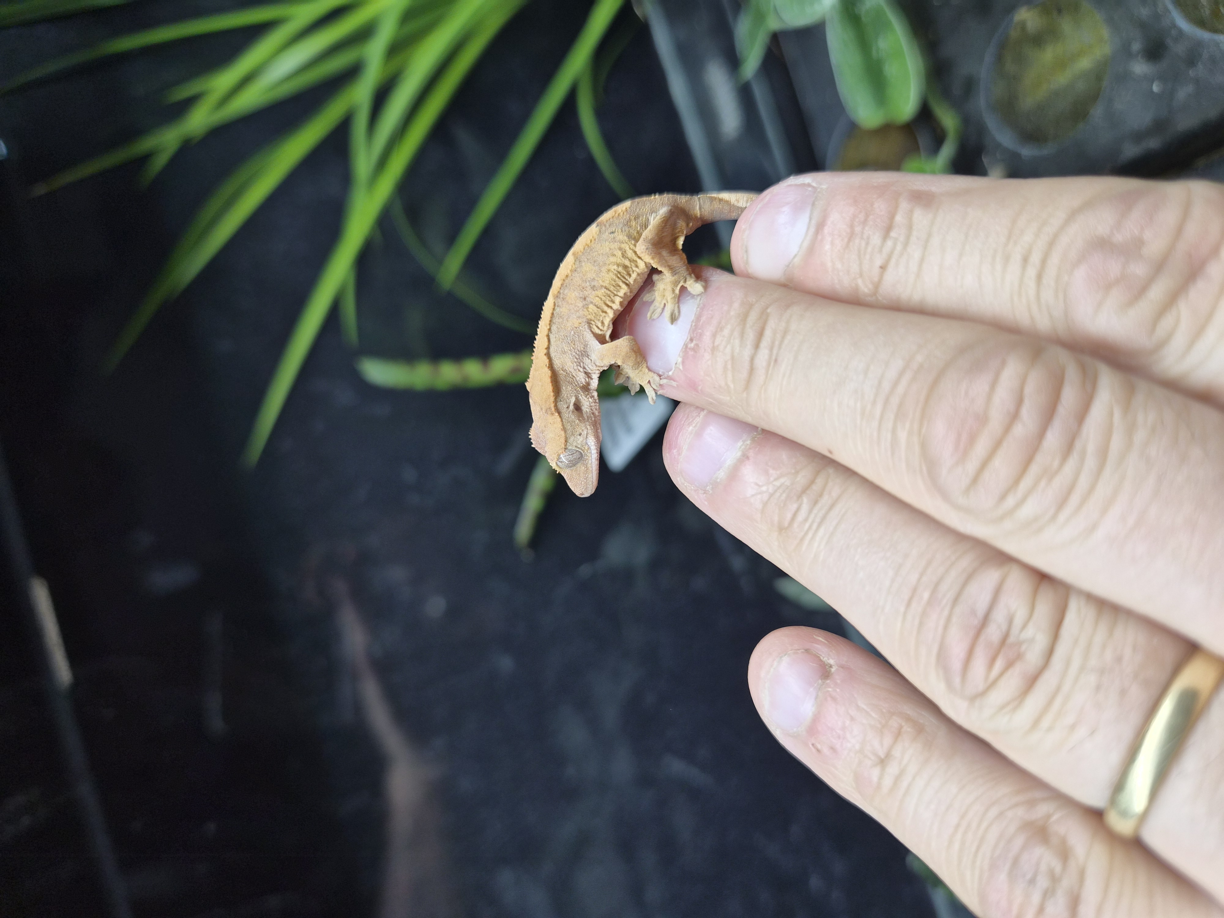 Gecko à crête - Correlophus ciliatus