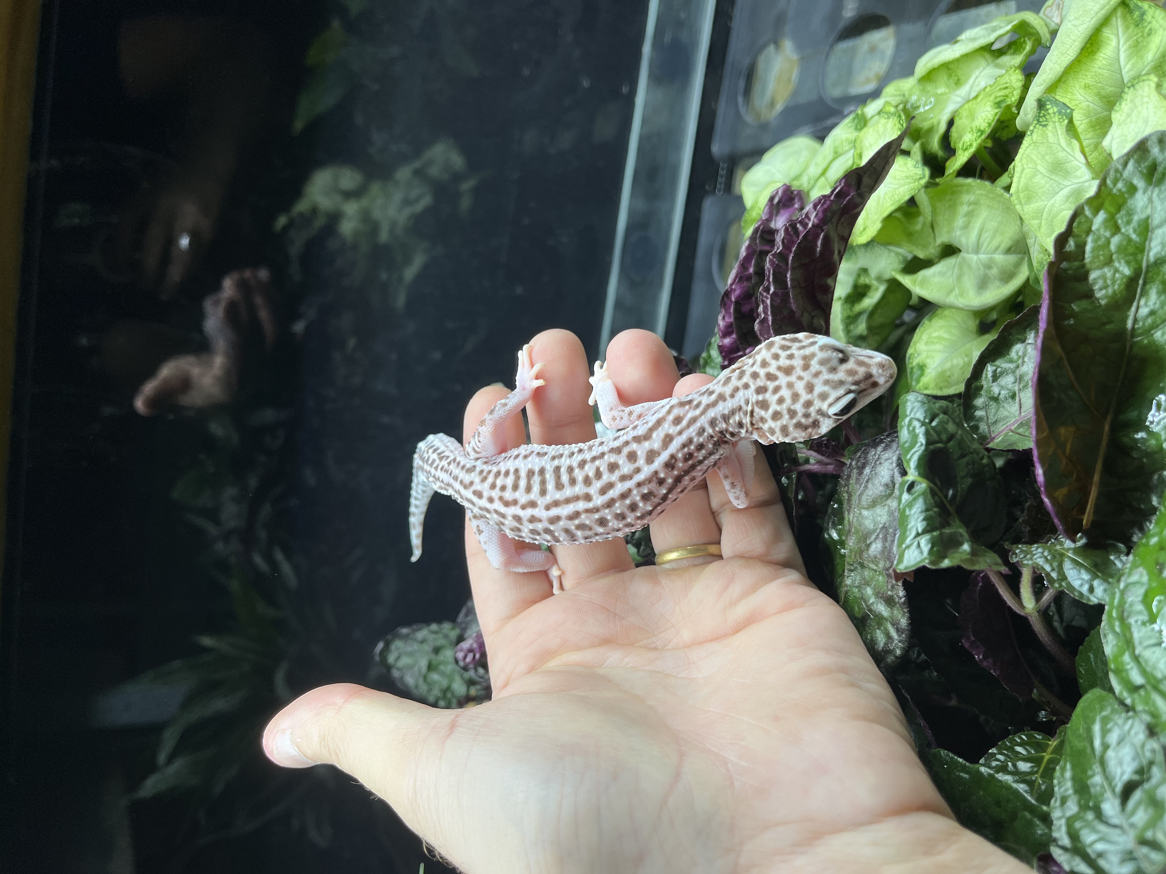 Gecko léopard - Super mack snow