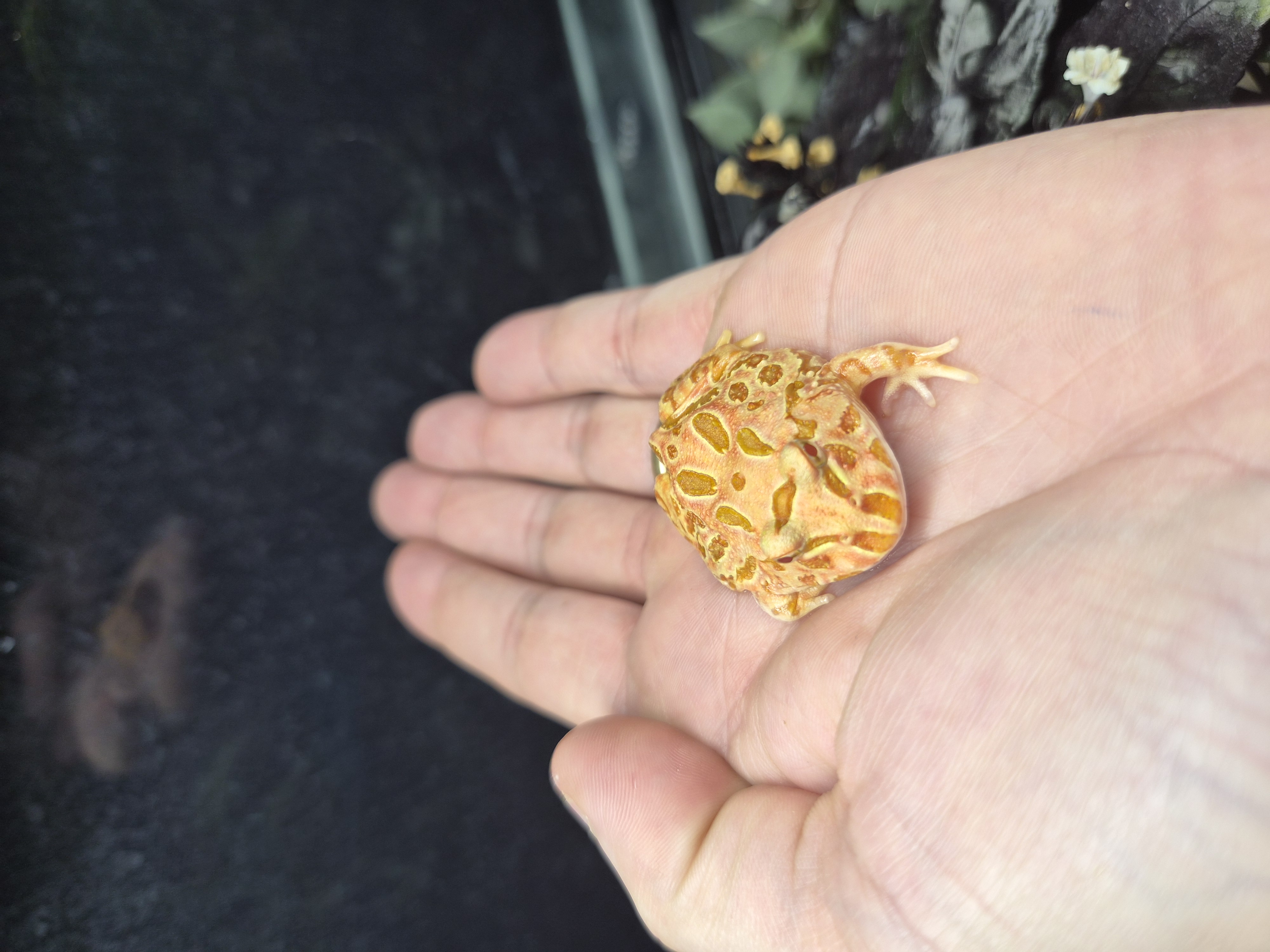 Grenouille Pac-man Strawberry