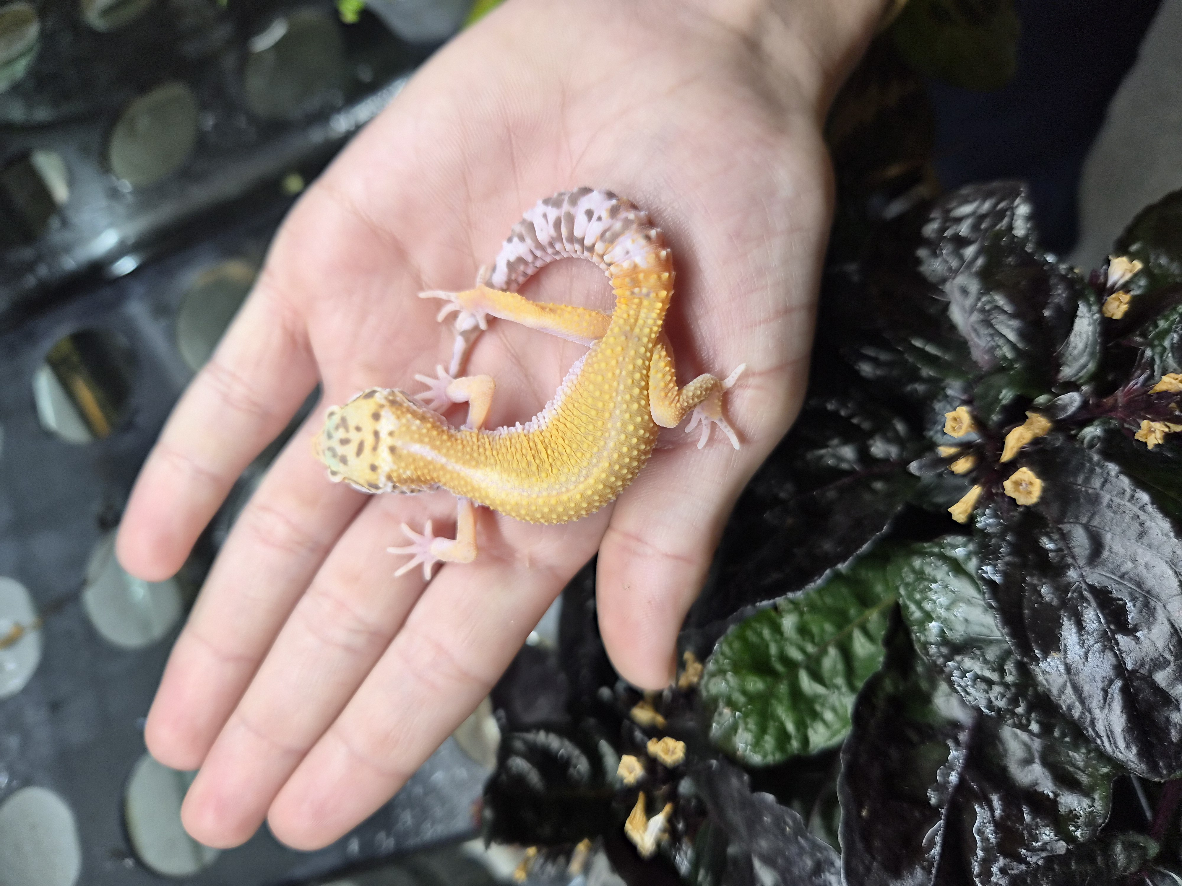 Gecko léopard 