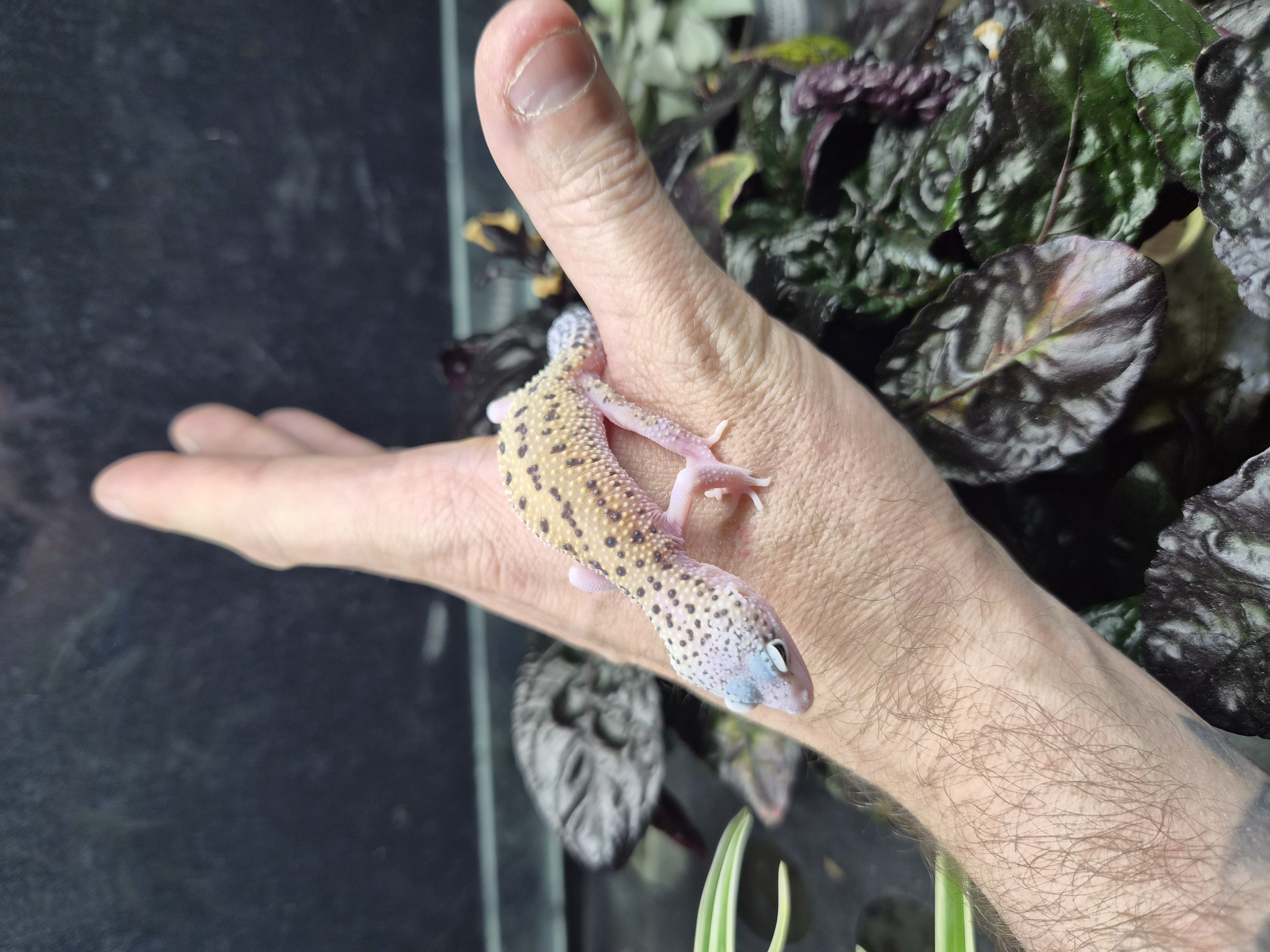 Gecko léopard - Super mack snow