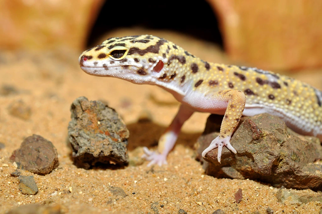 Litière pour Gecko Léopard