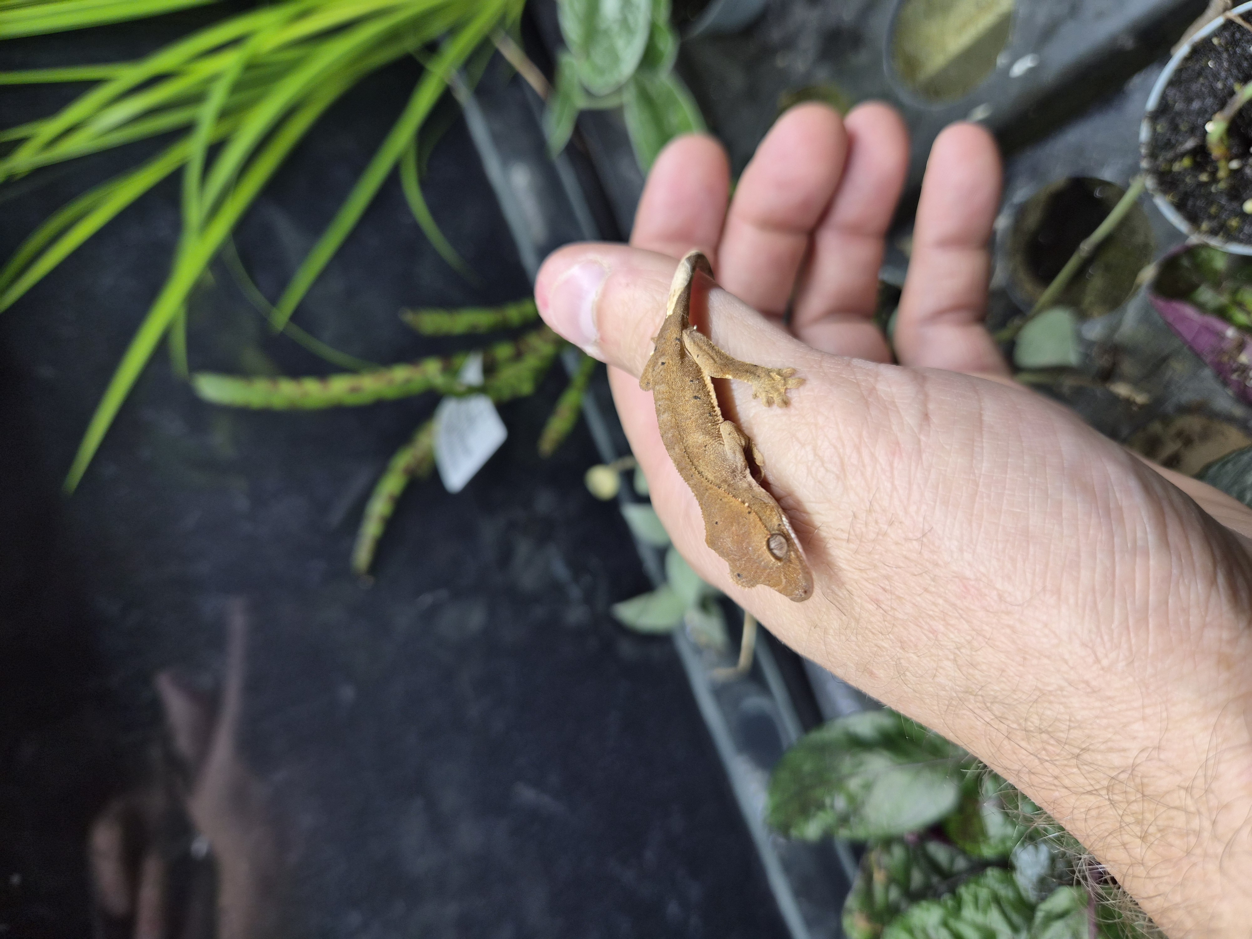 Gecko à crête - Correlophus ciliatus