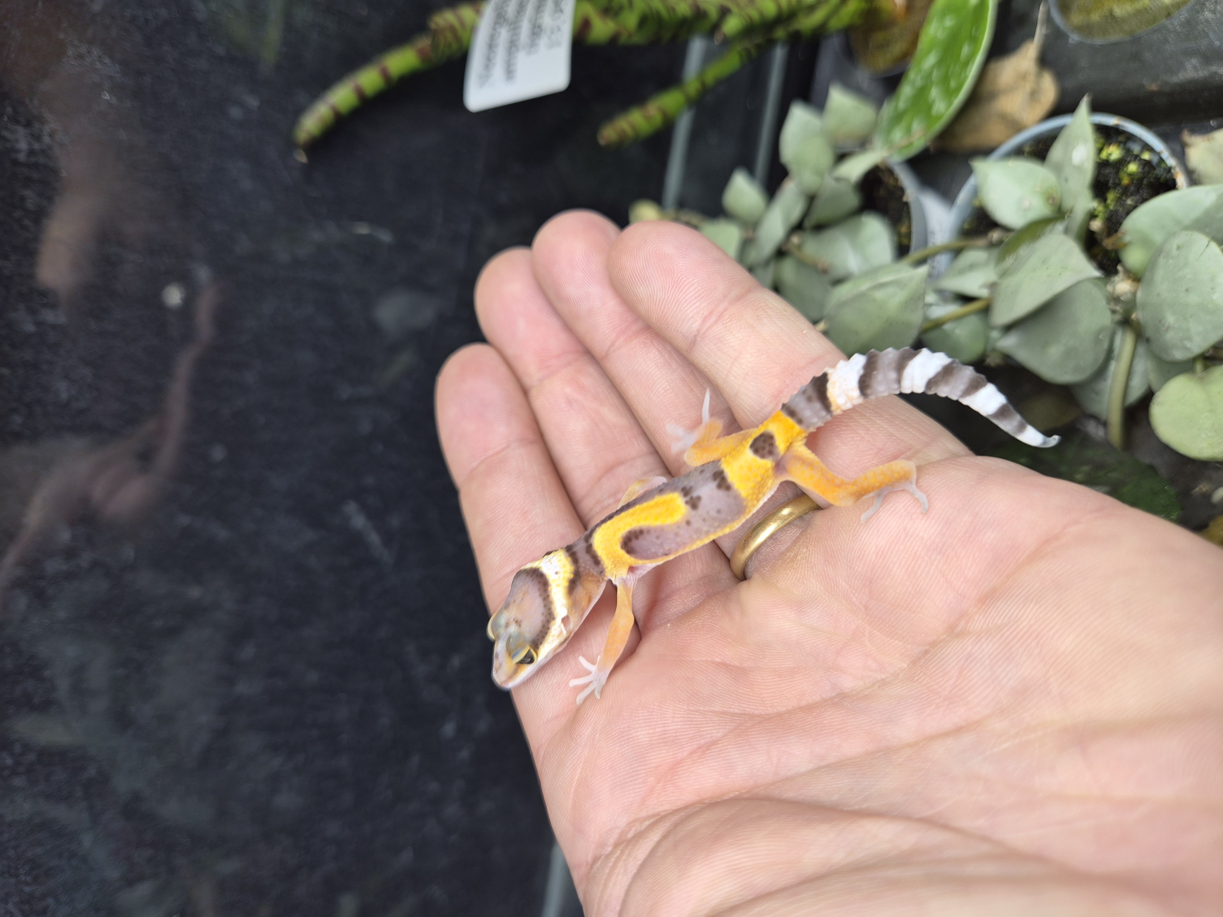 Gecko léopard - Tangerine